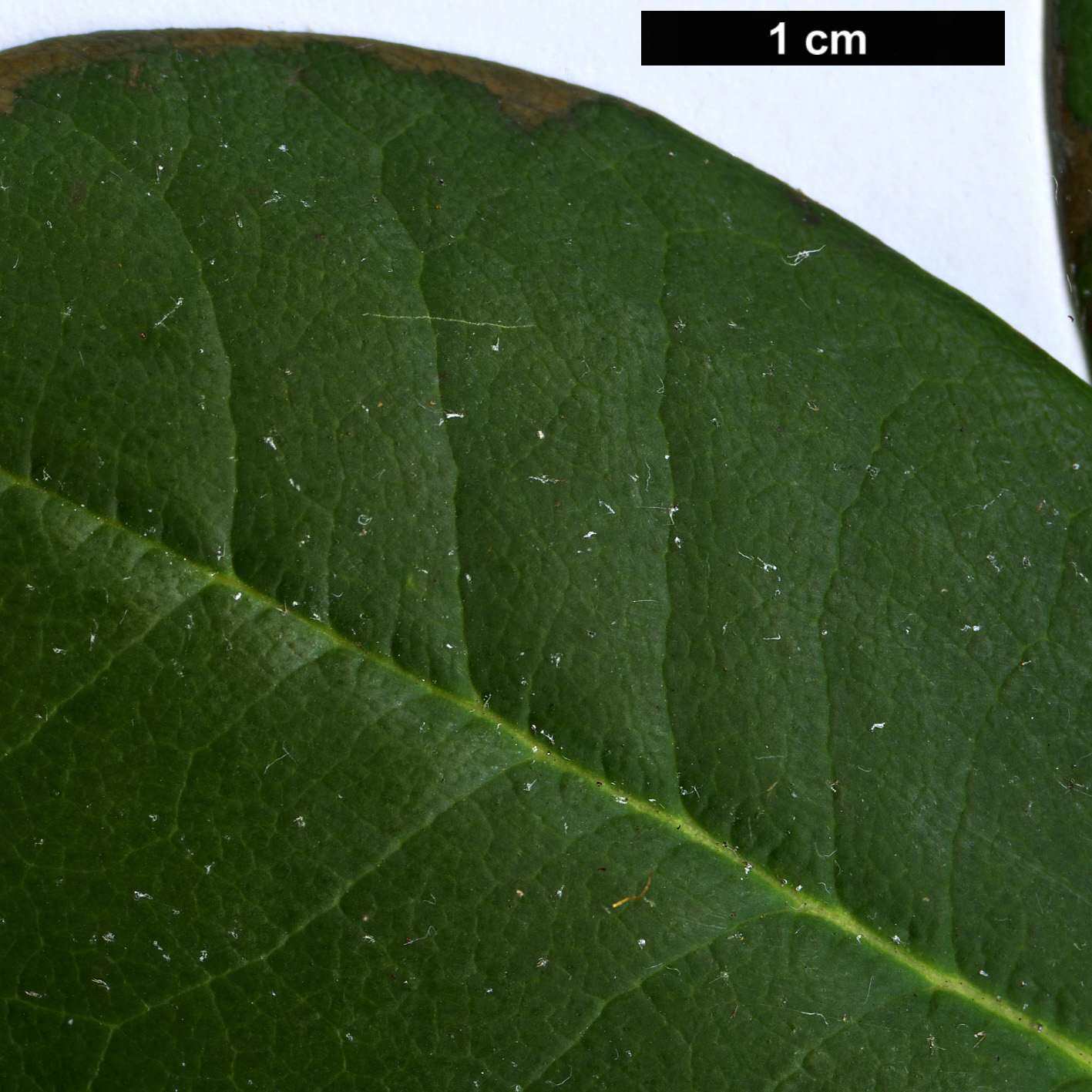 High resolution image: Family: Ericaceae - Genus: Rhododendron - Taxon: eclecteum