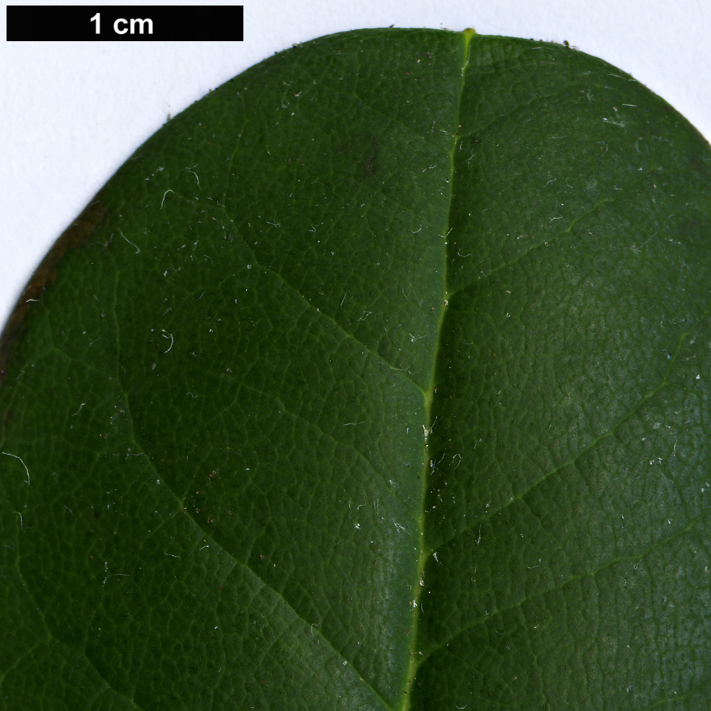 High resolution image: Family: Ericaceae - Genus: Rhododendron - Taxon: eclecteum