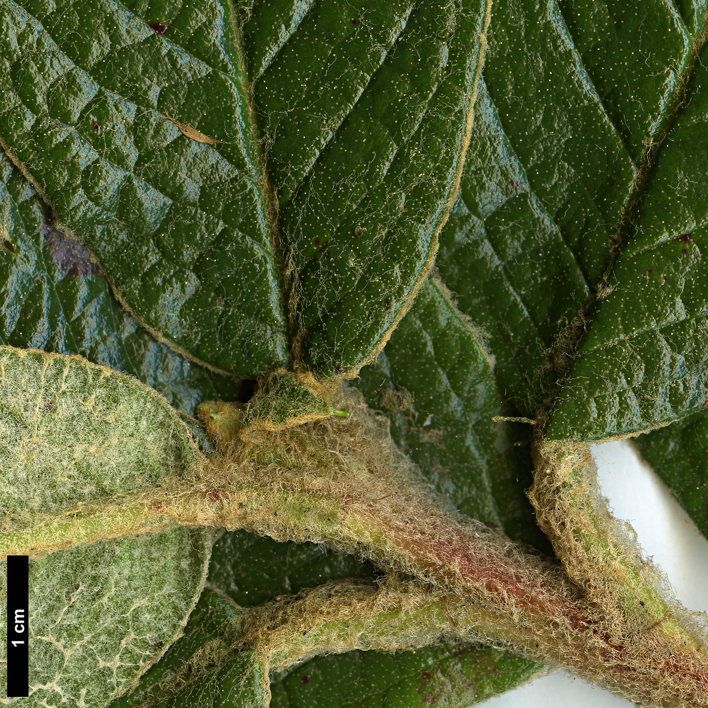 High resolution image: Family: Ericaceae - Genus: Rhododendron - Taxon: edgeworthii