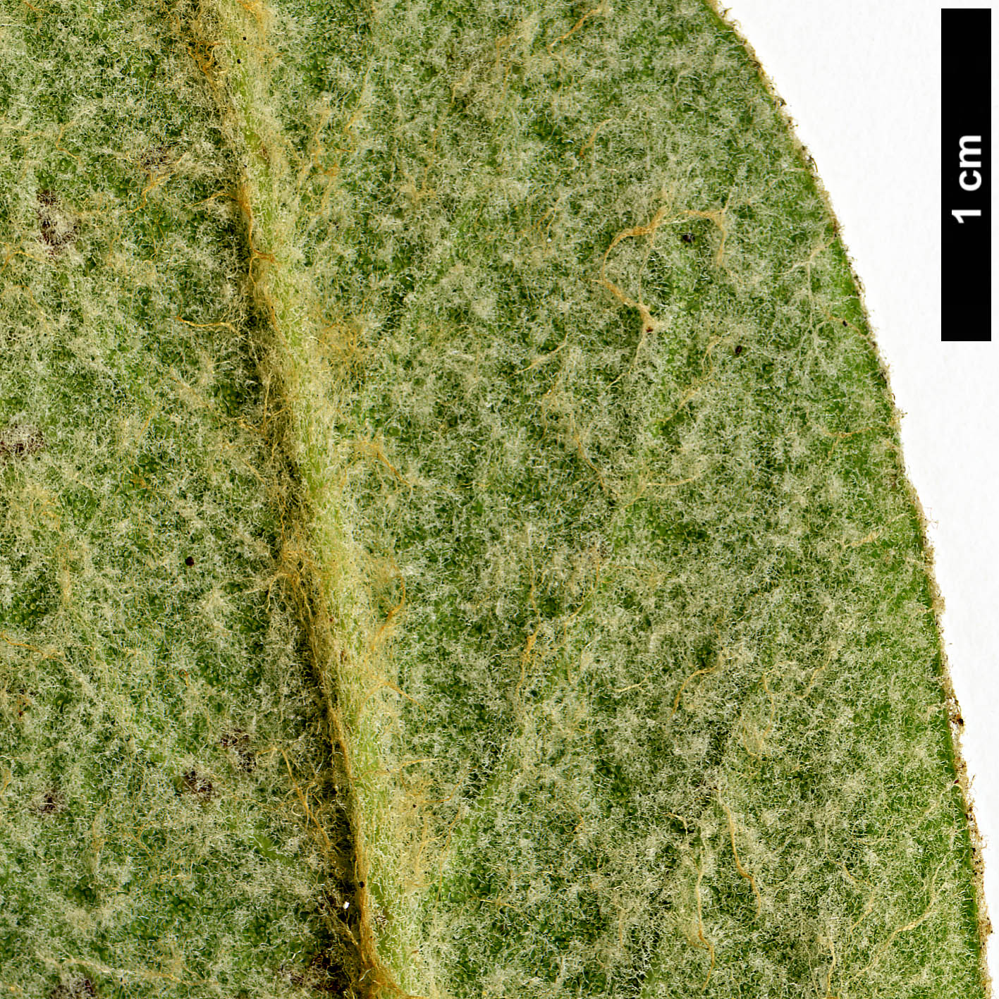 High resolution image: Family: Ericaceae - Genus: Rhododendron - Taxon: edgeworthii