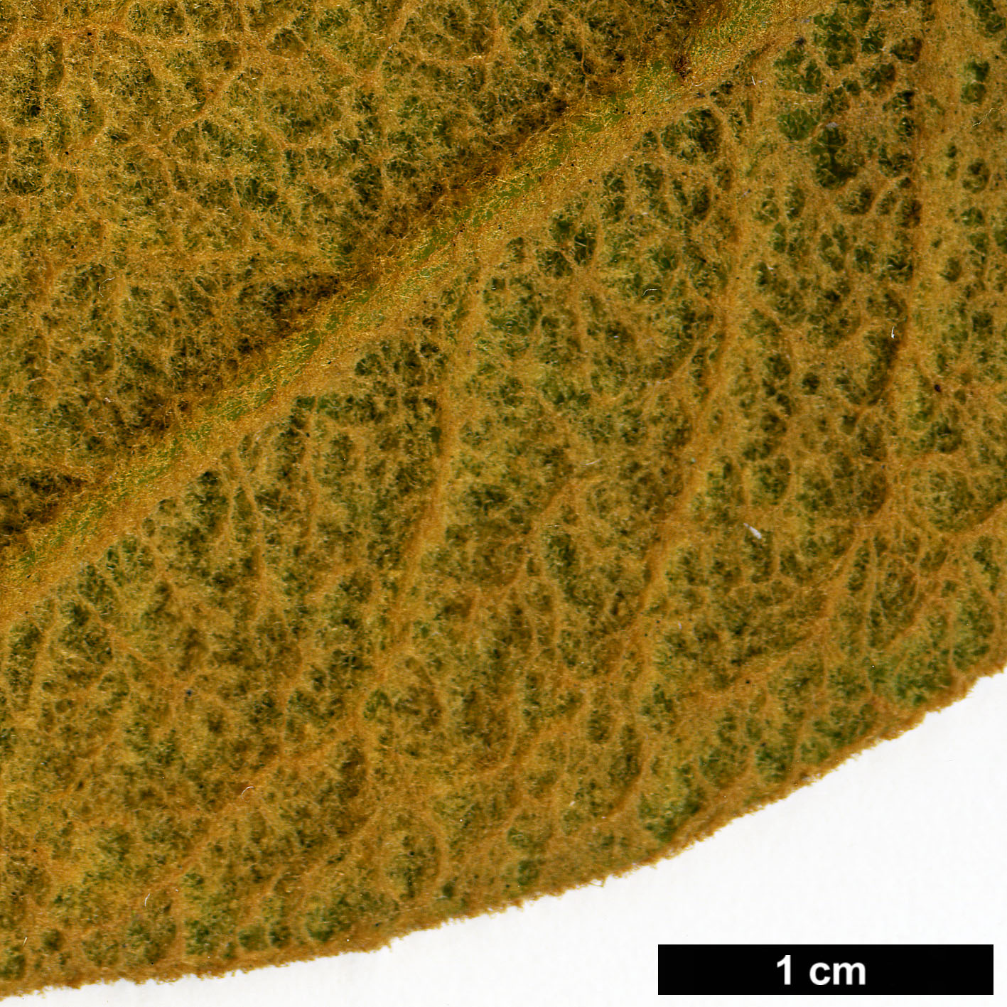 High resolution image: Family: Ericaceae - Genus: Rhododendron - Taxon: edgeworthii