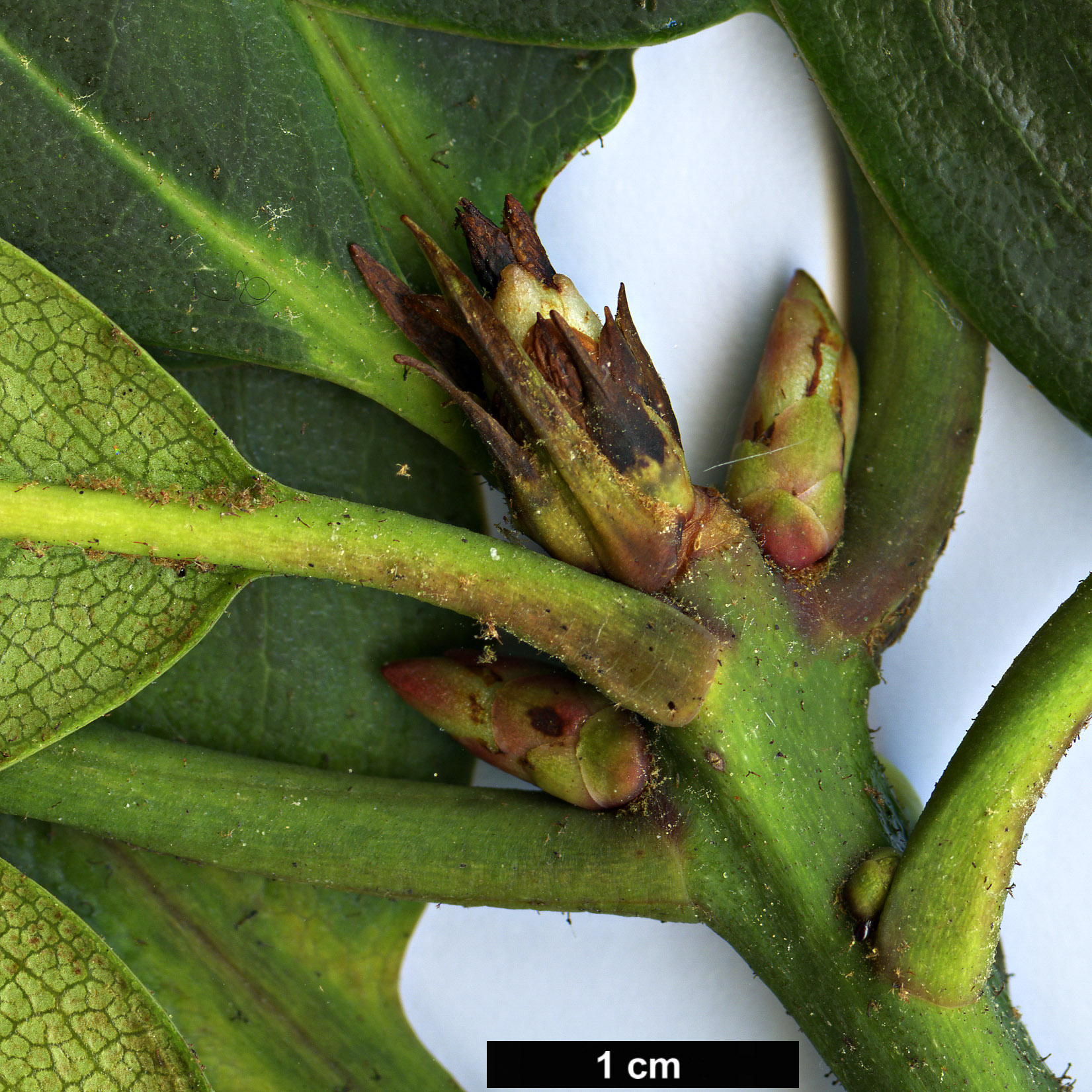 High resolution image: Family: Ericaceae - Genus: Rhododendron - Taxon: elliottii