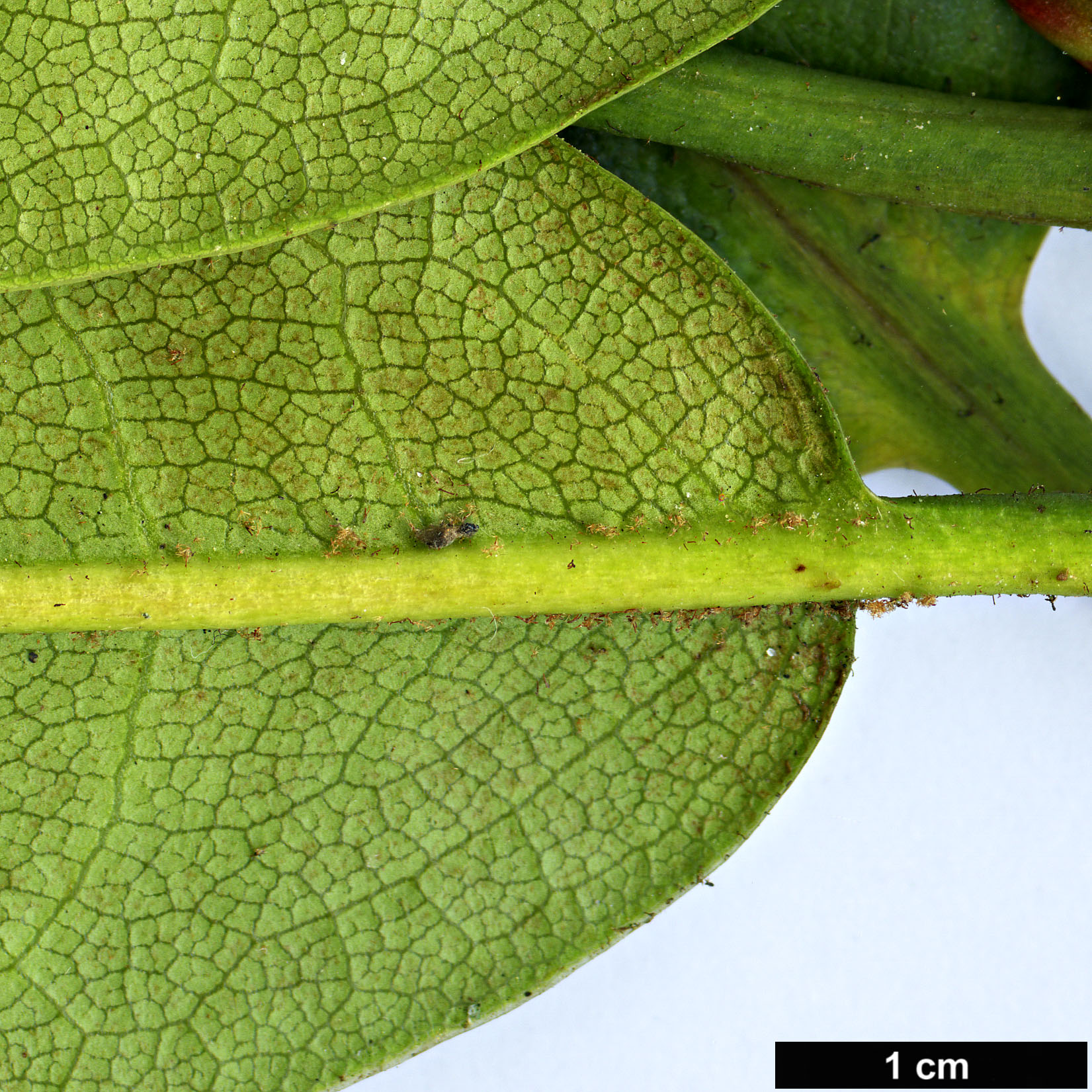 High resolution image: Family: Ericaceae - Genus: Rhododendron - Taxon: elliottii