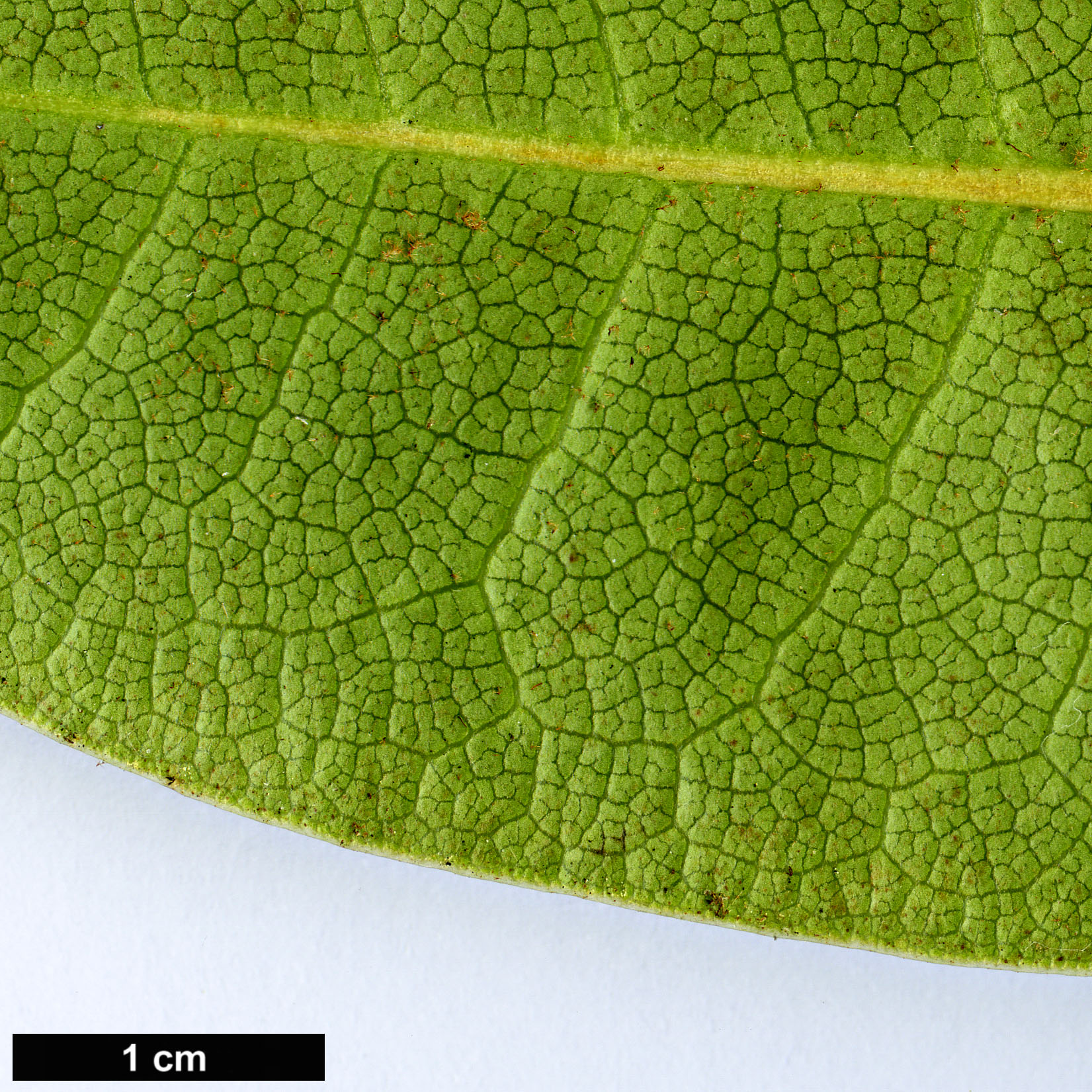 High resolution image: Family: Ericaceae - Genus: Rhododendron - Taxon: elliottii