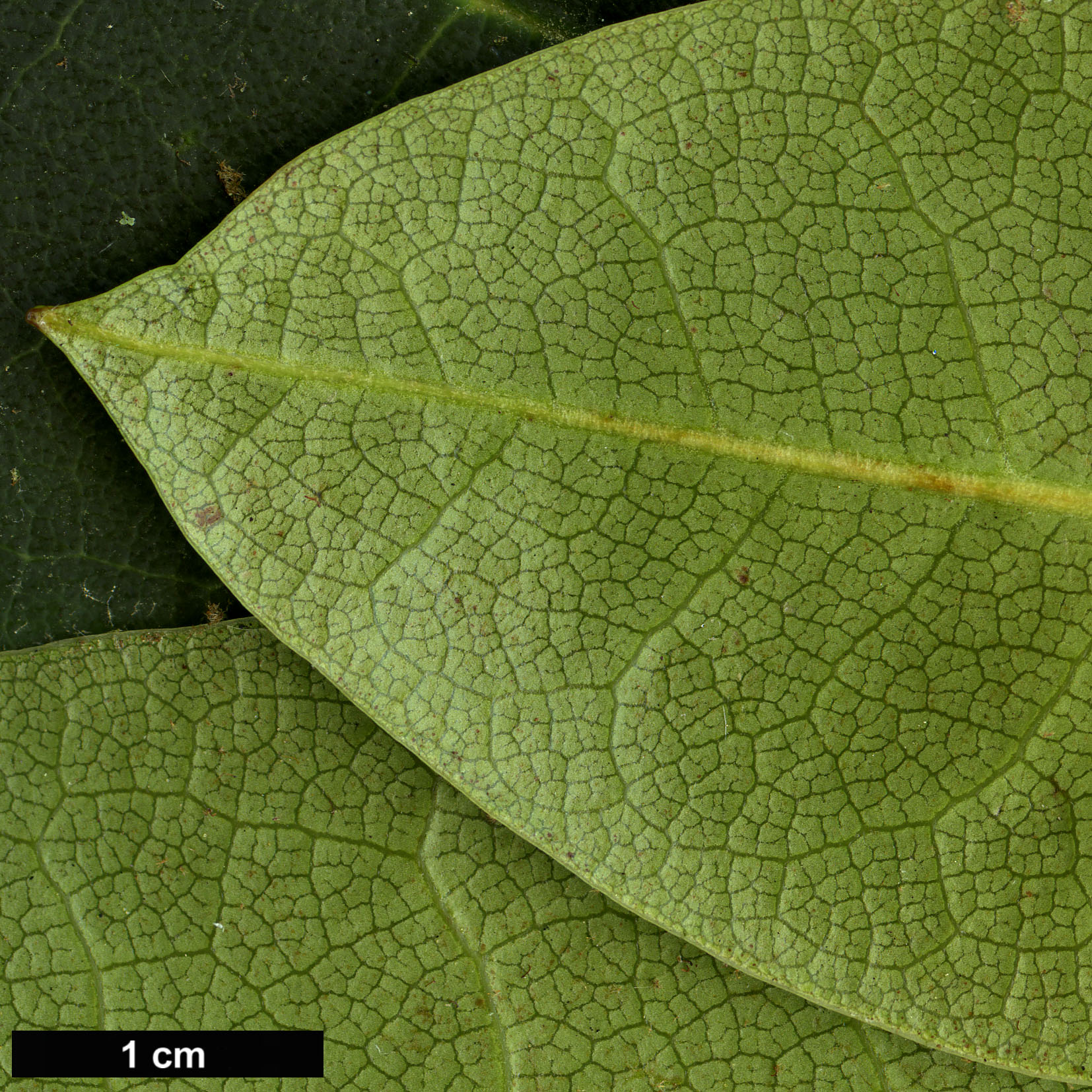 High resolution image: Family: Ericaceae - Genus: Rhododendron - Taxon: elliottii