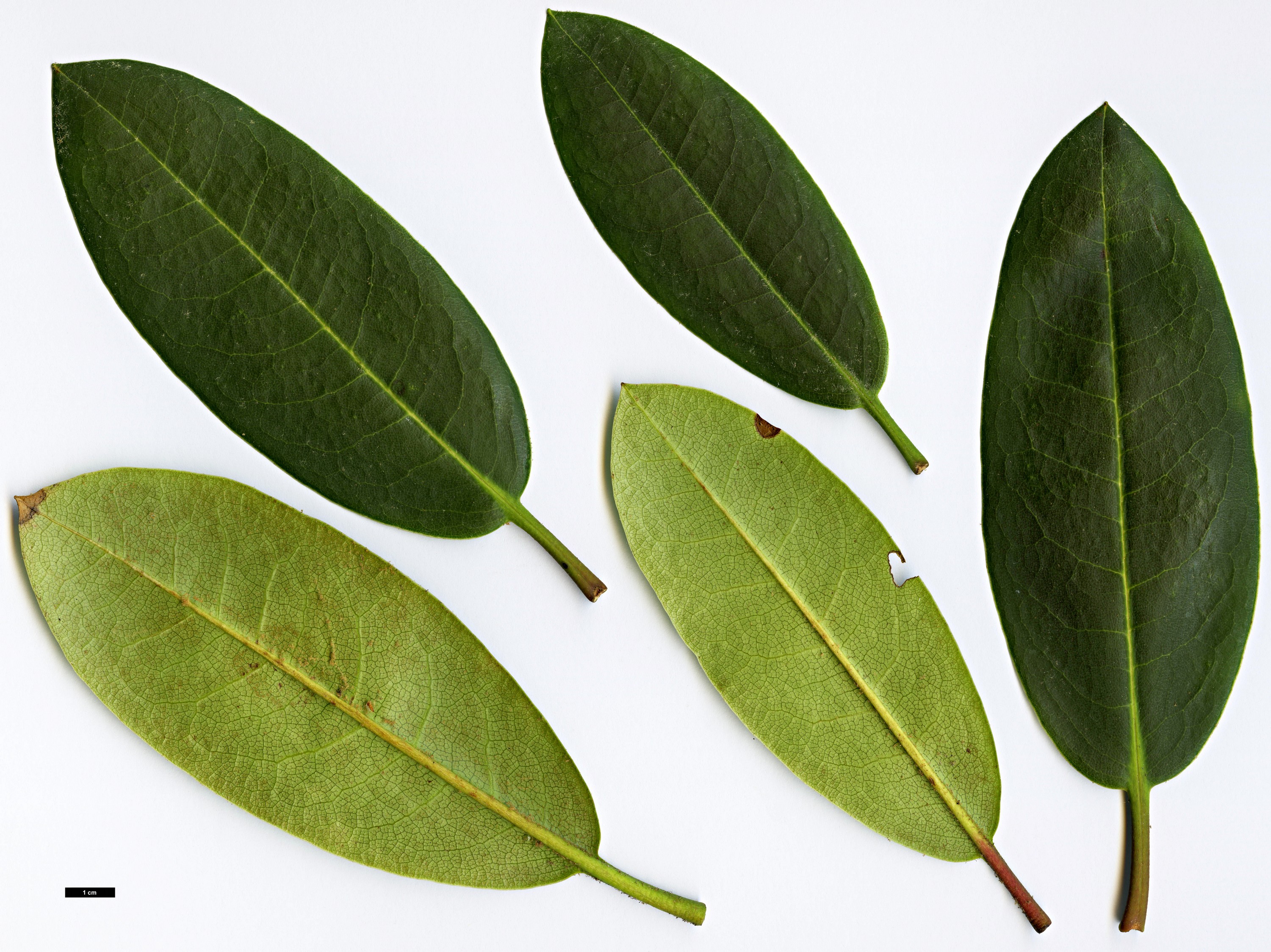 High resolution image: Family: Ericaceae - Genus: Rhododendron - Taxon: elliottii