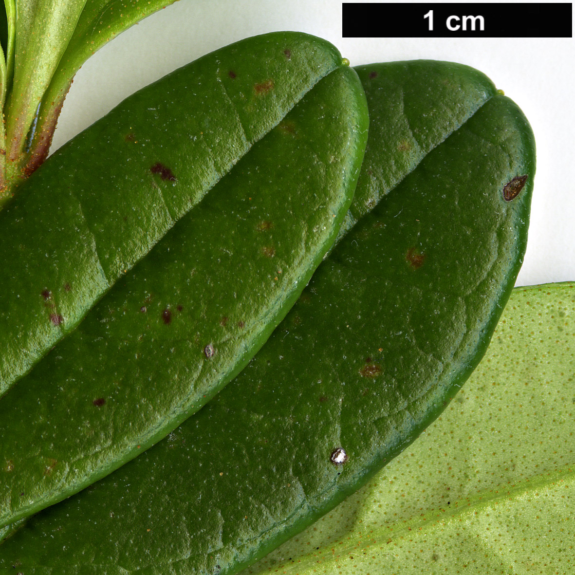 High resolution image: Family: Ericaceae - Genus: Rhododendron - Taxon: emarginatum