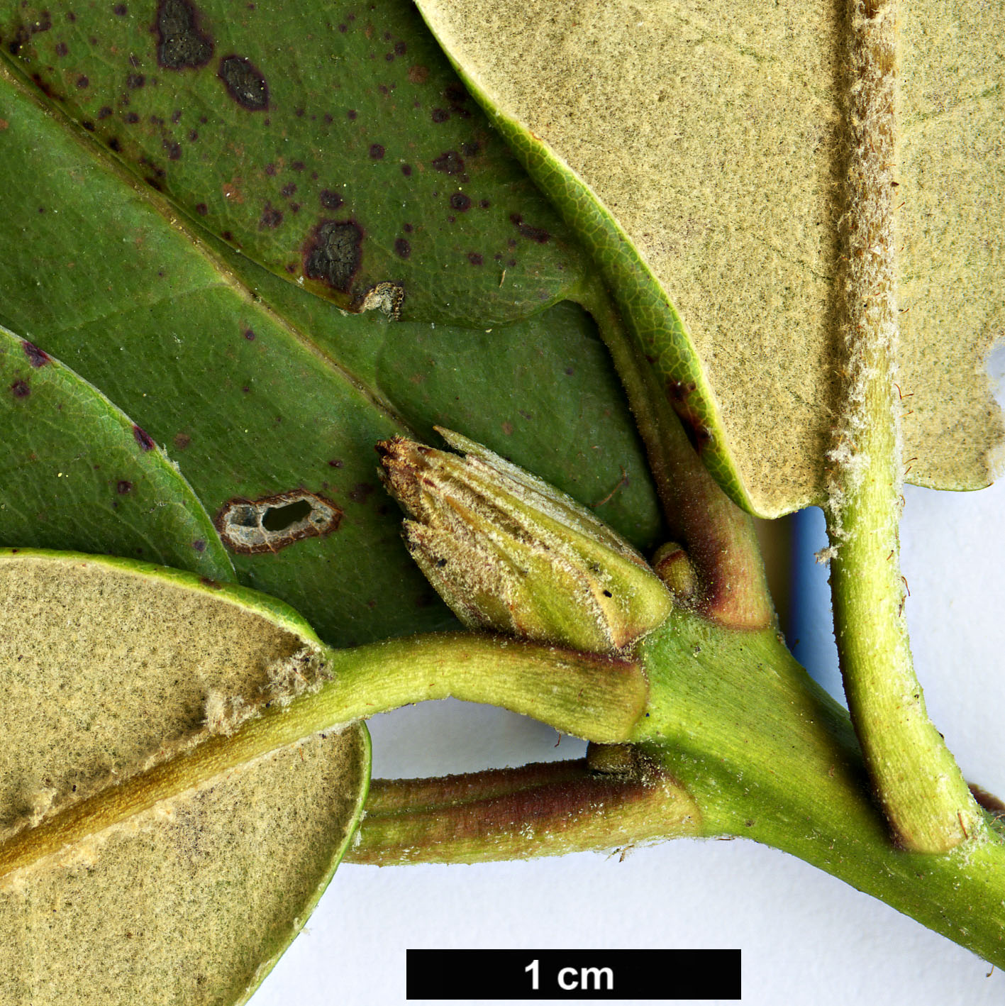 High resolution image: Family: Ericaceae - Genus: Rhododendron - Taxon: euchroum