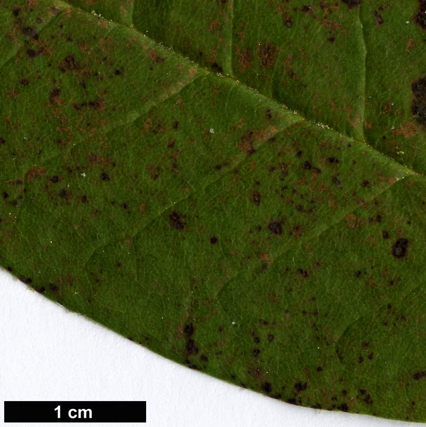 High resolution image: Family: Ericaceae - Genus: Rhododendron - Taxon: euchroum