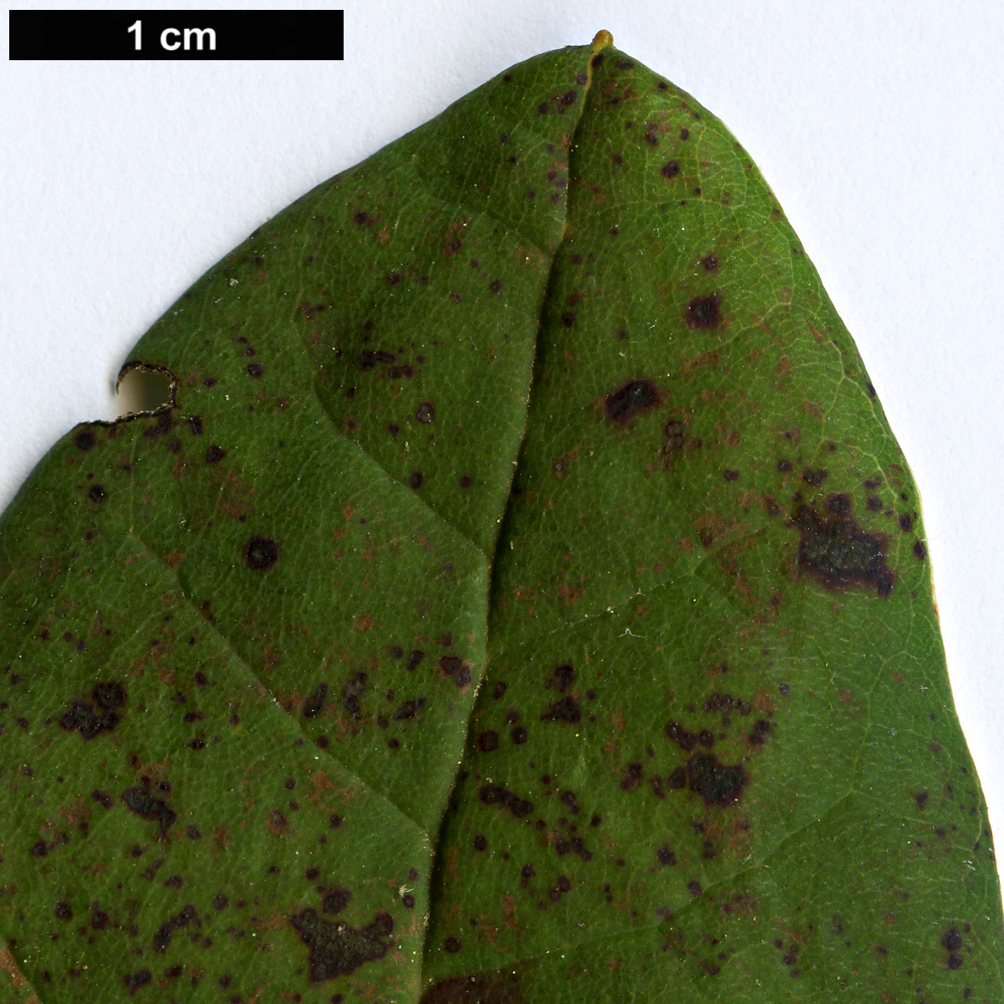 High resolution image: Family: Ericaceae - Genus: Rhododendron - Taxon: euchroum