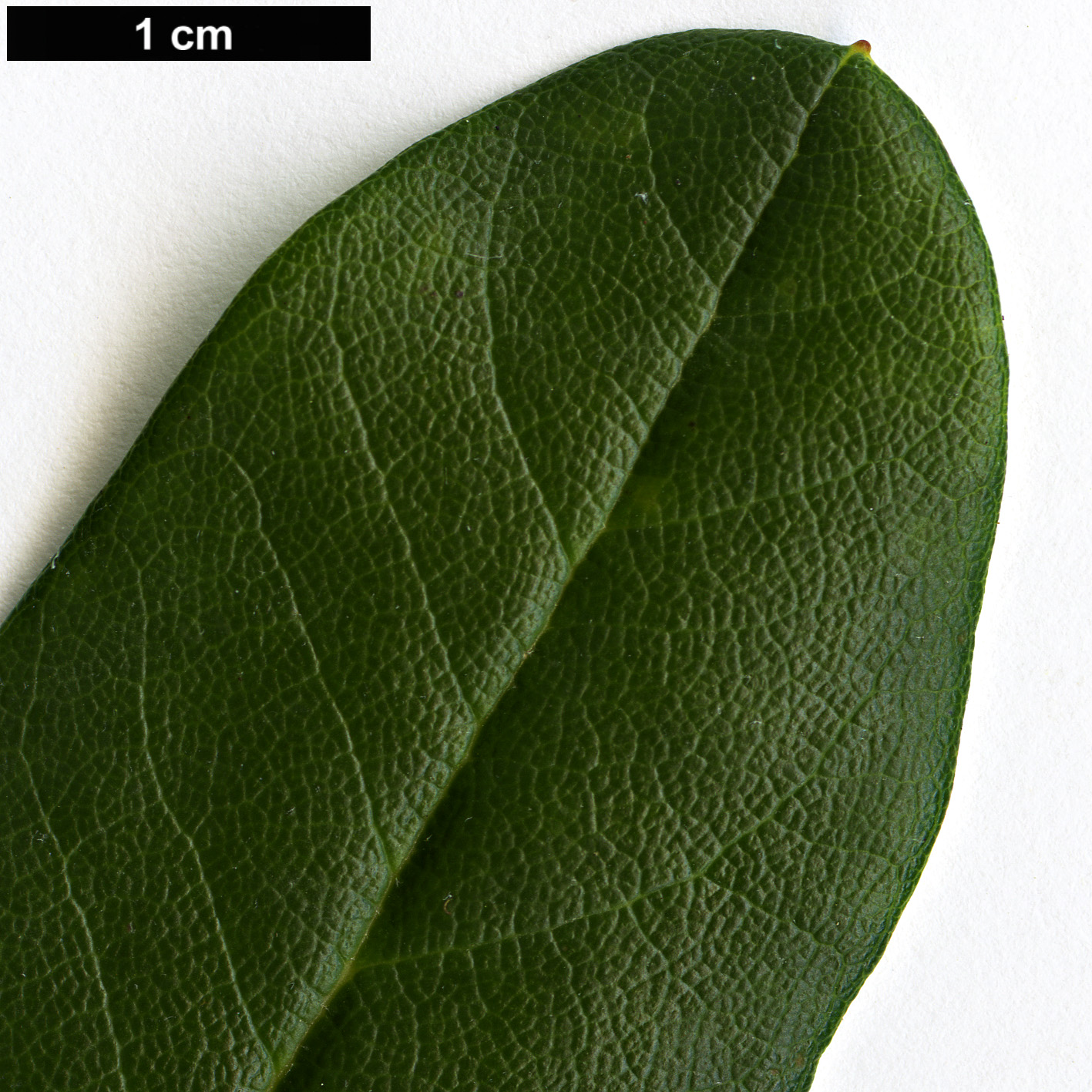 High resolution image: Family: Ericaceae - Genus: Rhododendron - Taxon: eudoxum