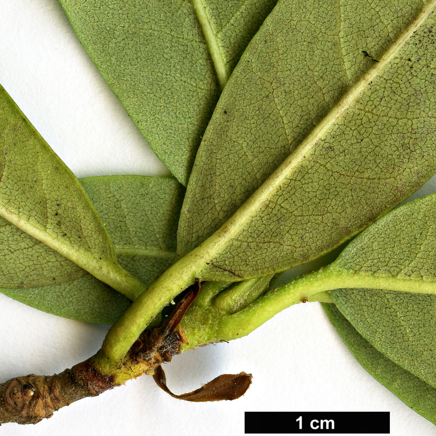 High resolution image: Family: Ericaceae - Genus: Rhododendron - Taxon: eudoxum