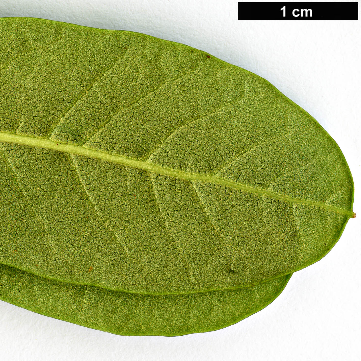 High resolution image: Family: Ericaceae - Genus: Rhododendron - Taxon: eudoxum