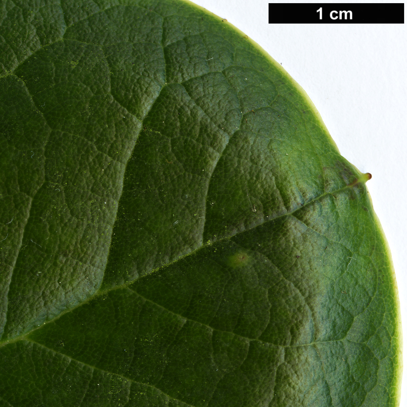 High resolution image: Family: Ericaceae - Genus: Rhododendron - Taxon: exasperatum