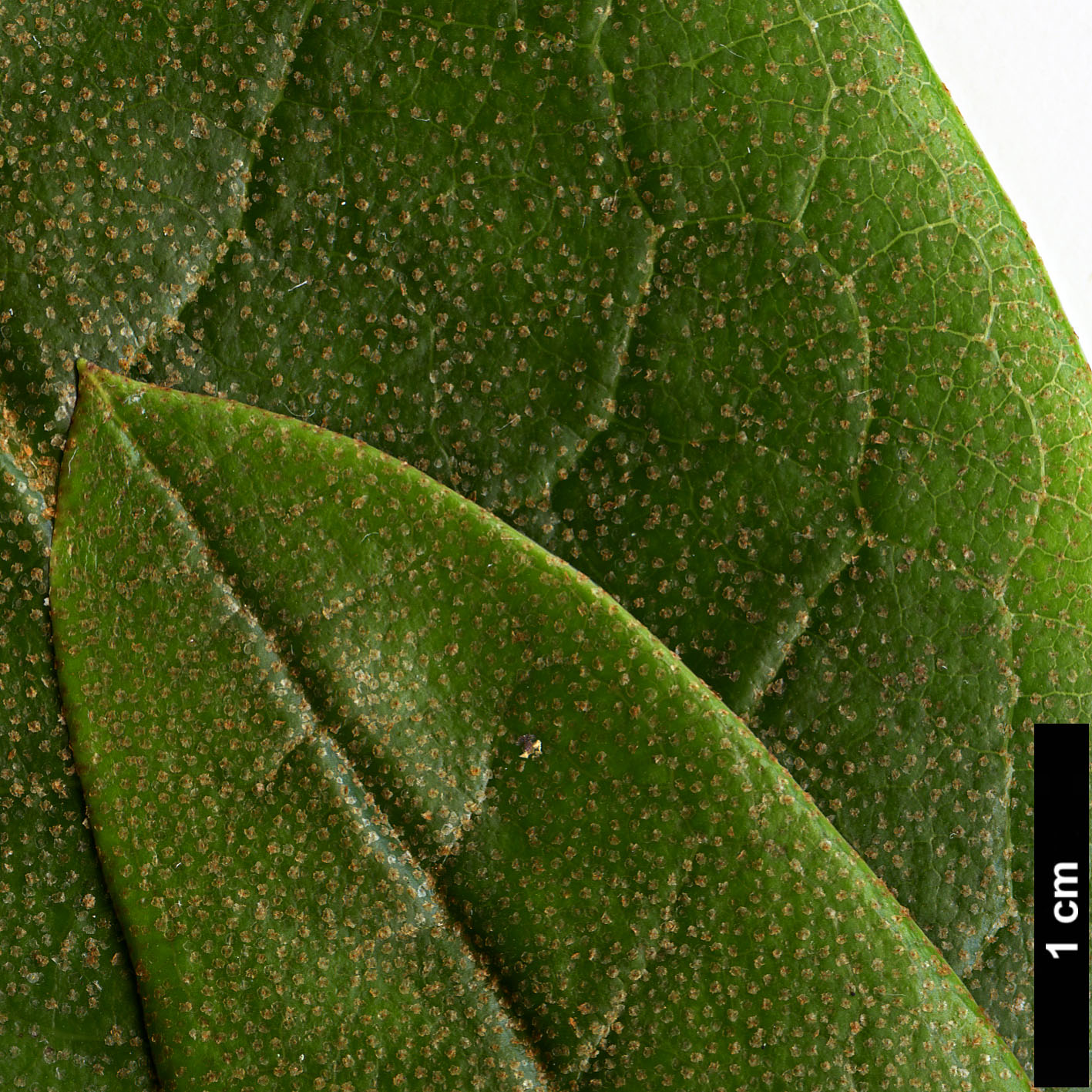 High resolution image: Family: Ericaceae - Genus: Rhododendron - Taxon: excellens