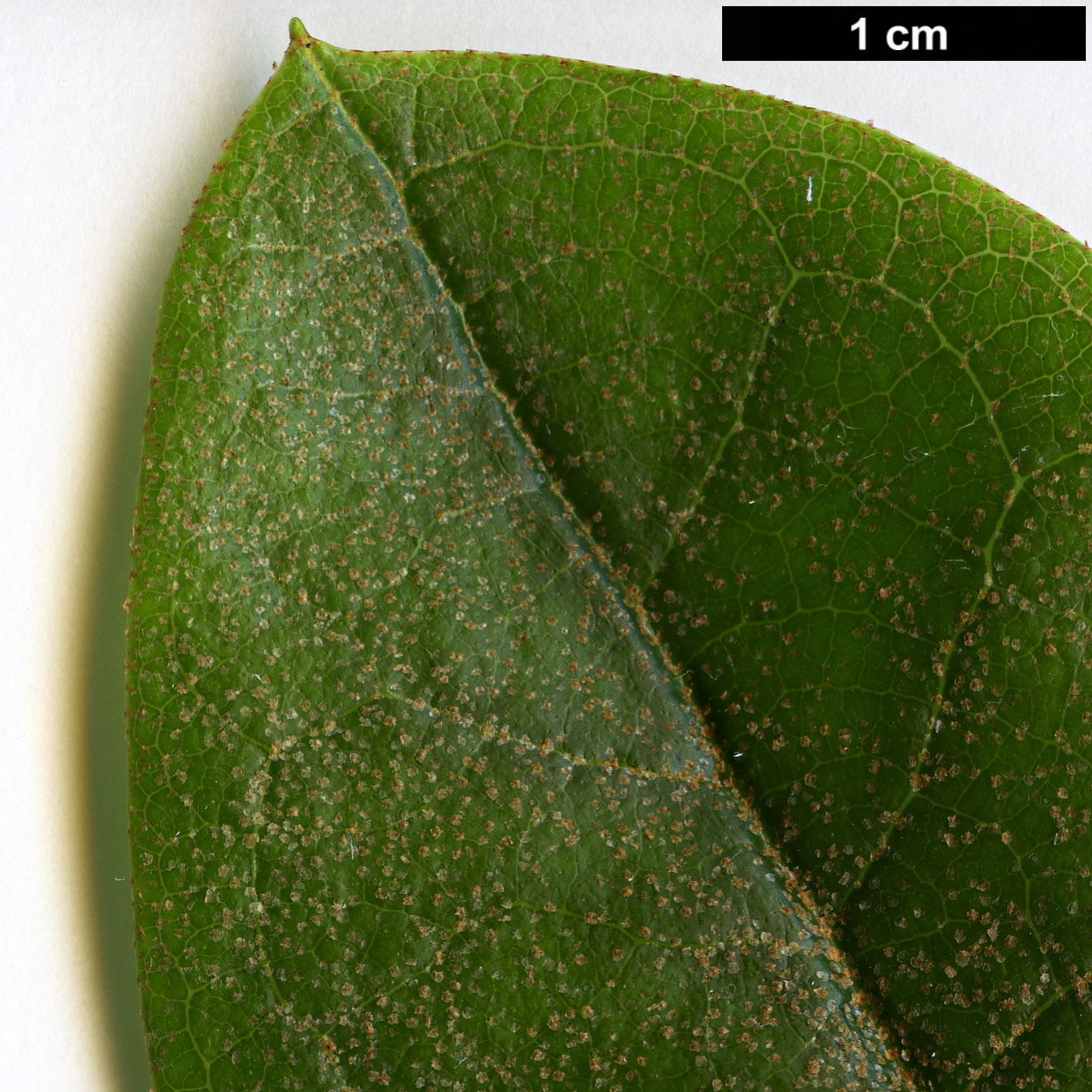 High resolution image: Family: Ericaceae - Genus: Rhododendron - Taxon: excellens