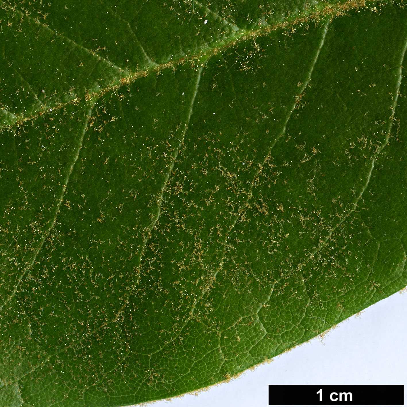 High resolution image: Family: Ericaceae - Genus: Rhododendron - Taxon: faberi