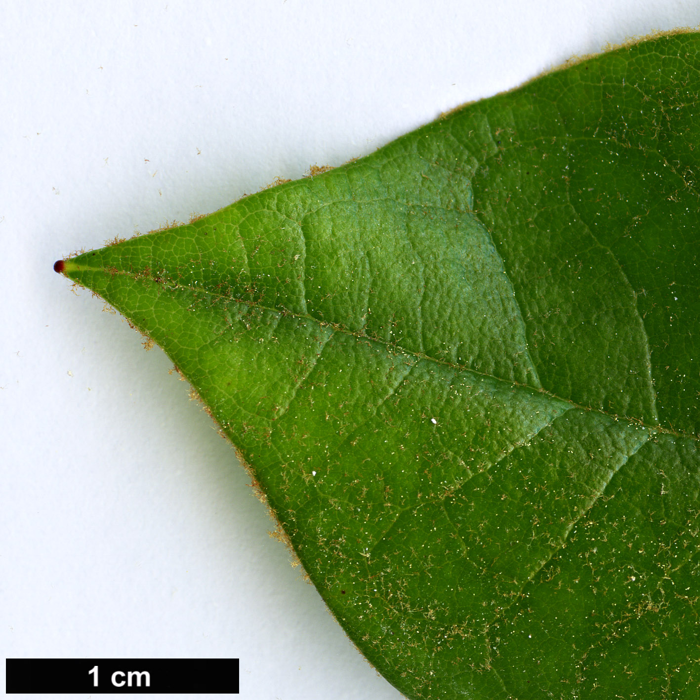 High resolution image: Family: Ericaceae - Genus: Rhododendron - Taxon: faberi