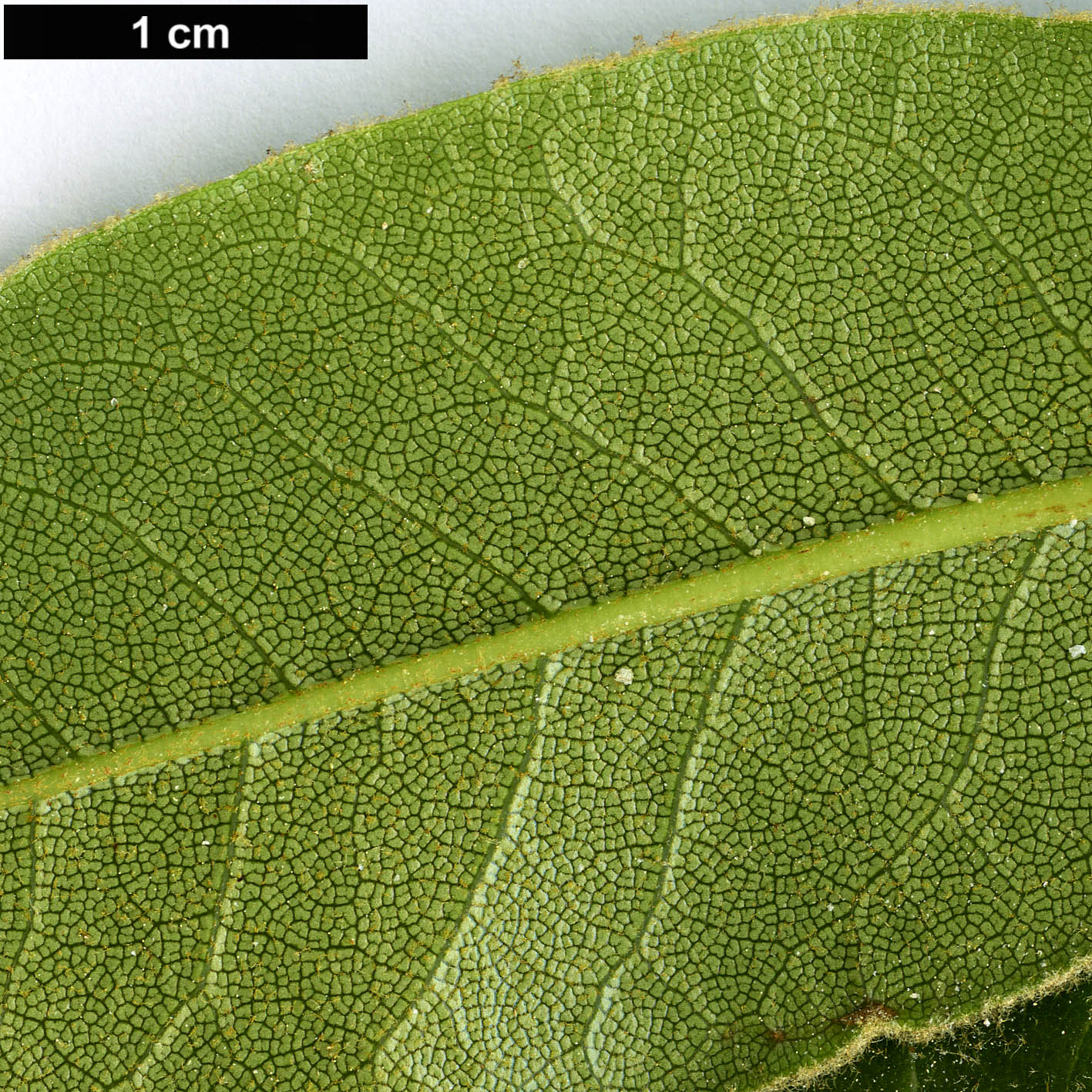 High resolution image: Family: Ericaceae - Genus: Rhododendron - Taxon: faberi