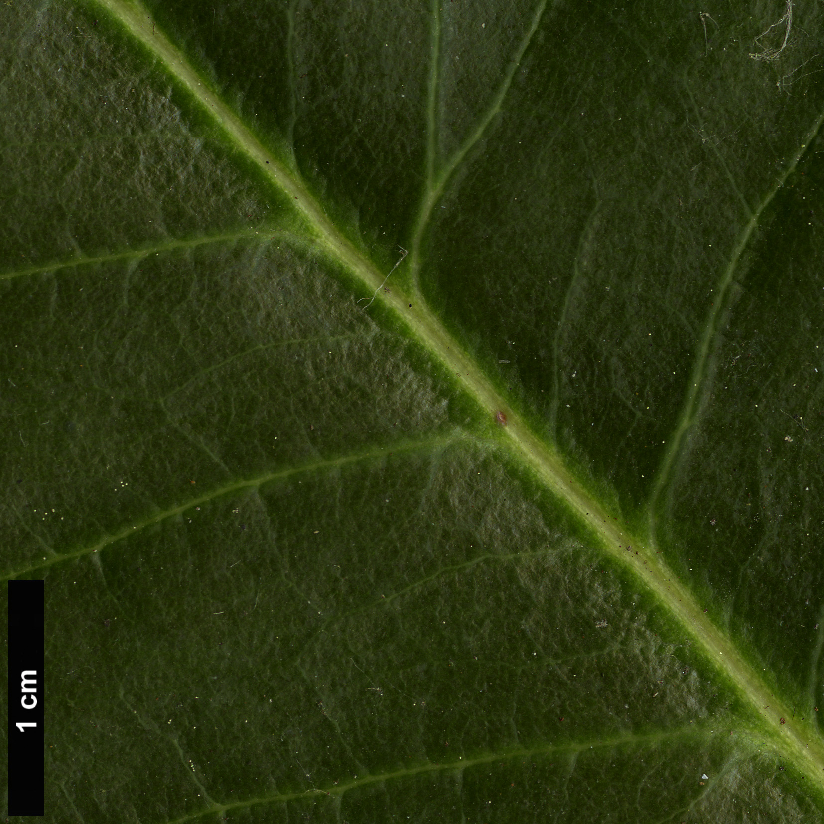 High resolution image: Family: Ericaceae - Genus: Rhododendron - Taxon: faithiae