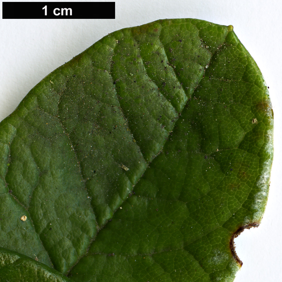 High resolution image: Family: Ericaceae - Genus: Rhododendron - Taxon: farinosum