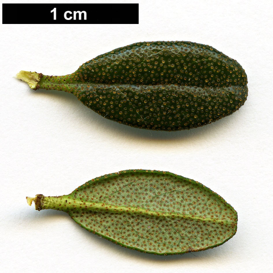 High resolution image: Family: Ericaceae - Genus: Rhododendron - Taxon: fastigiatum