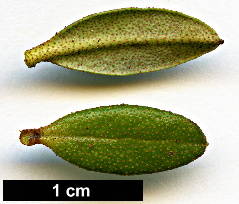 High resolution image: Family: Ericaceae - Genus: Rhododendron - Taxon: fastigiatum