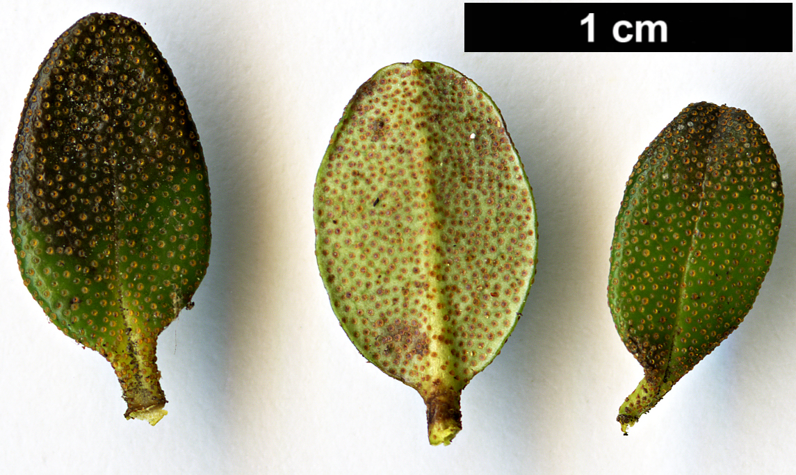 High resolution image: Family: Ericaceae - Genus: Rhododendron - Taxon: fastigiatum