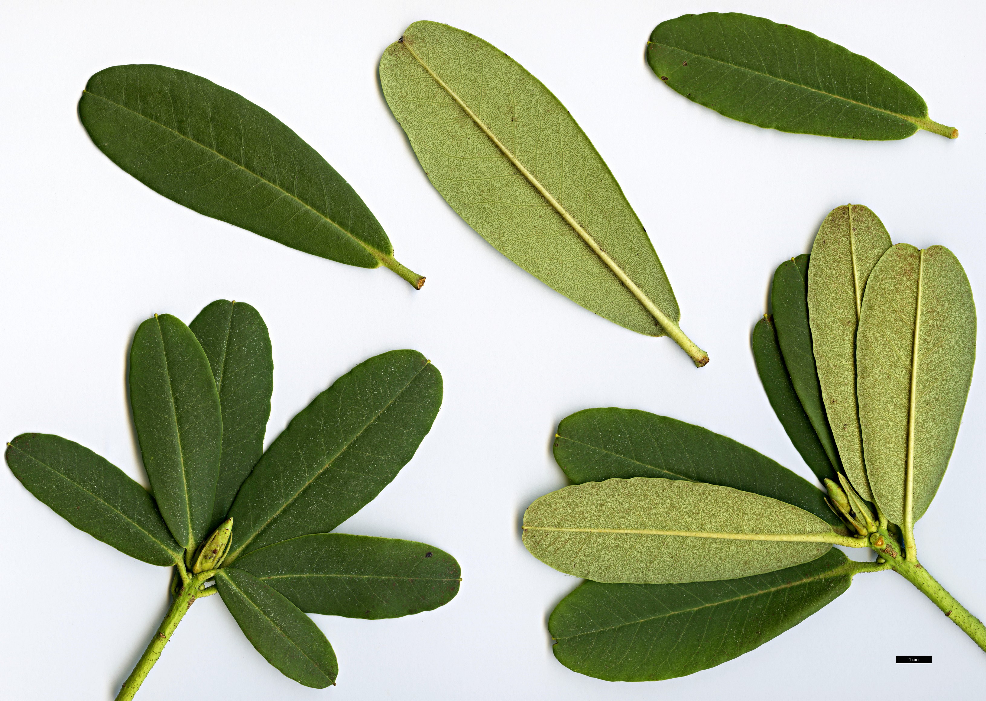 High resolution image: Family: Ericaceae - Genus: Rhododendron - Taxon: faucium