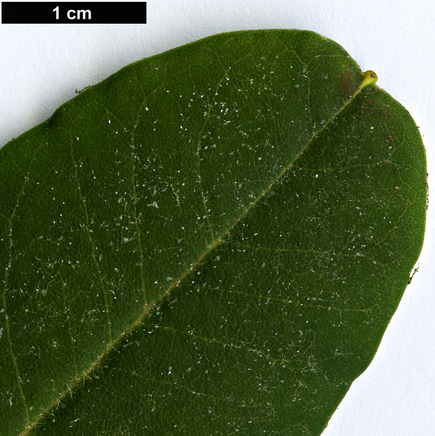 High resolution image: Family: Ericaceae - Genus: Rhododendron - Taxon: faucium