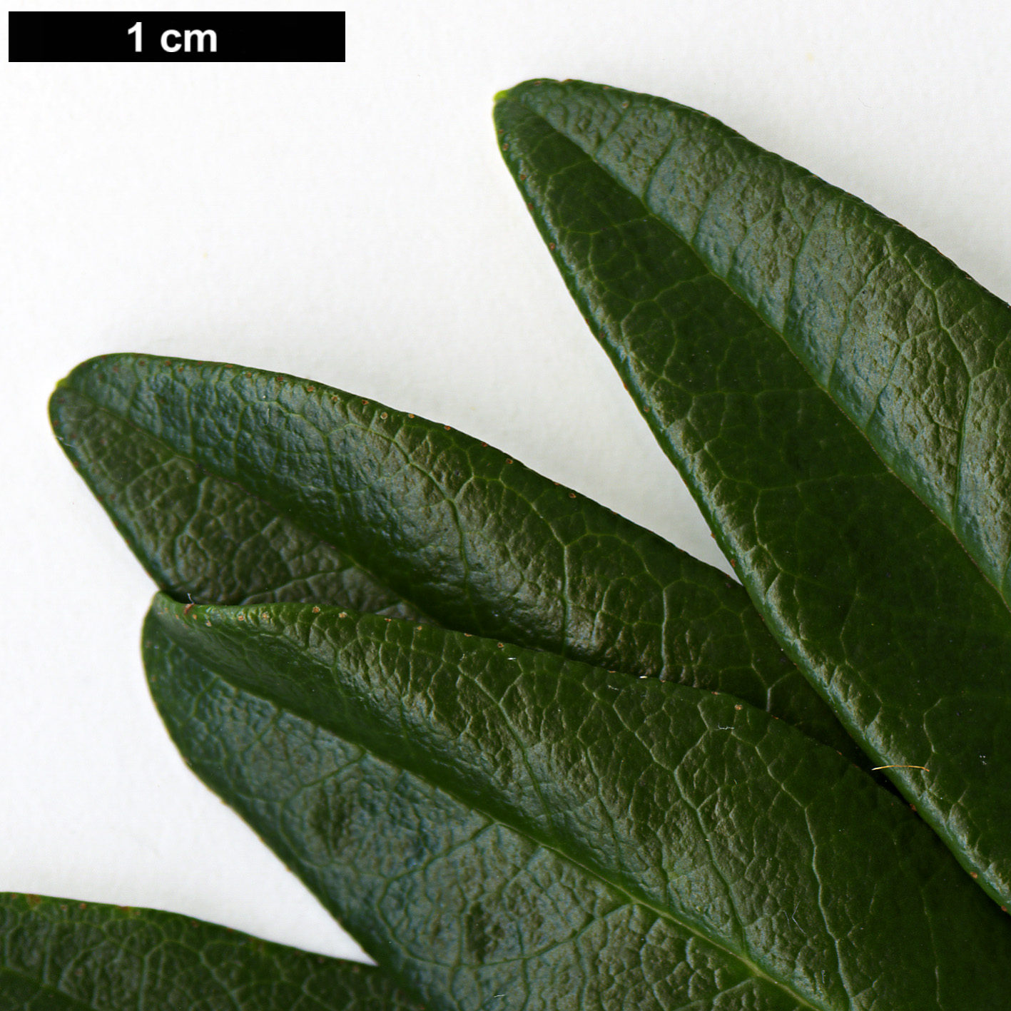 High resolution image: Family: Ericaceae - Genus: Rhododendron - Taxon: ferrugineum