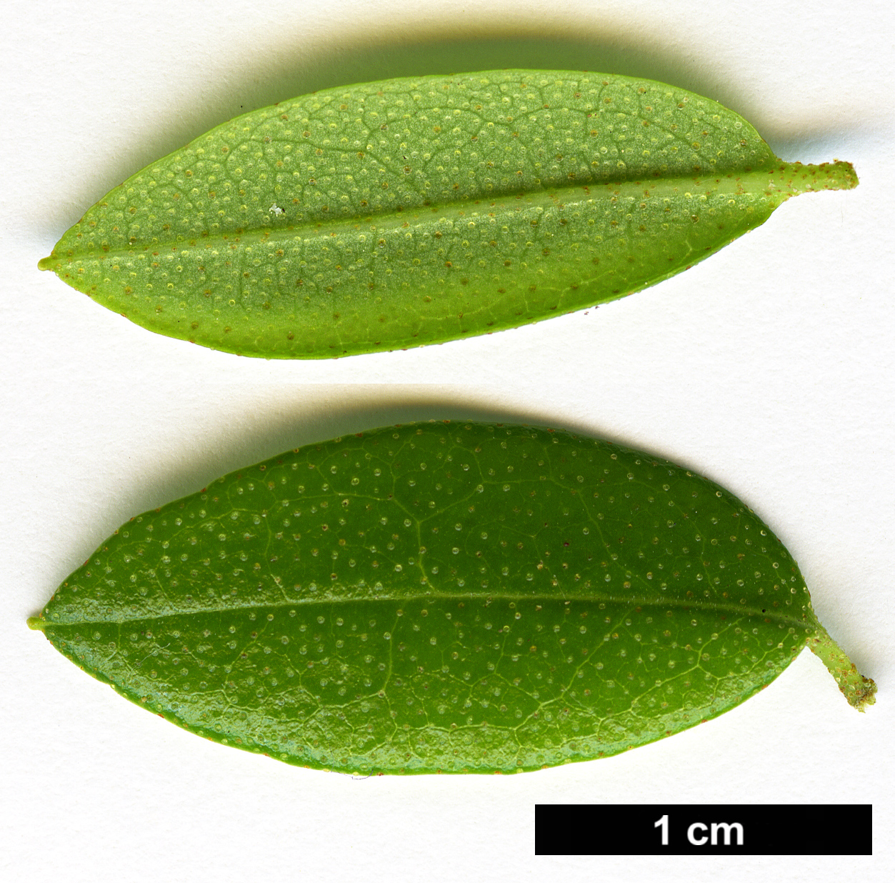 High resolution image: Family: Ericaceae - Genus: Rhododendron - Taxon: flavidum - SpeciesSub: 'Album'