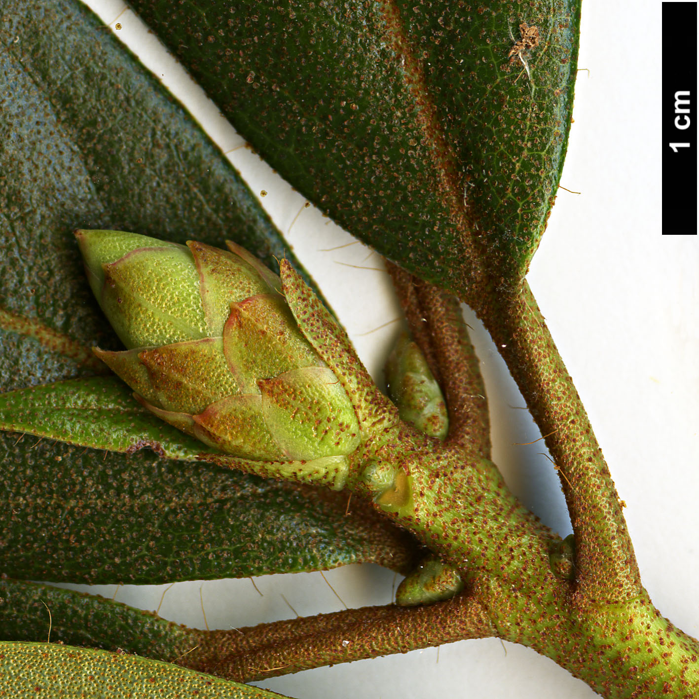 High resolution image: Family: Ericaceae - Genus: Rhododendron - Taxon: fleuryi