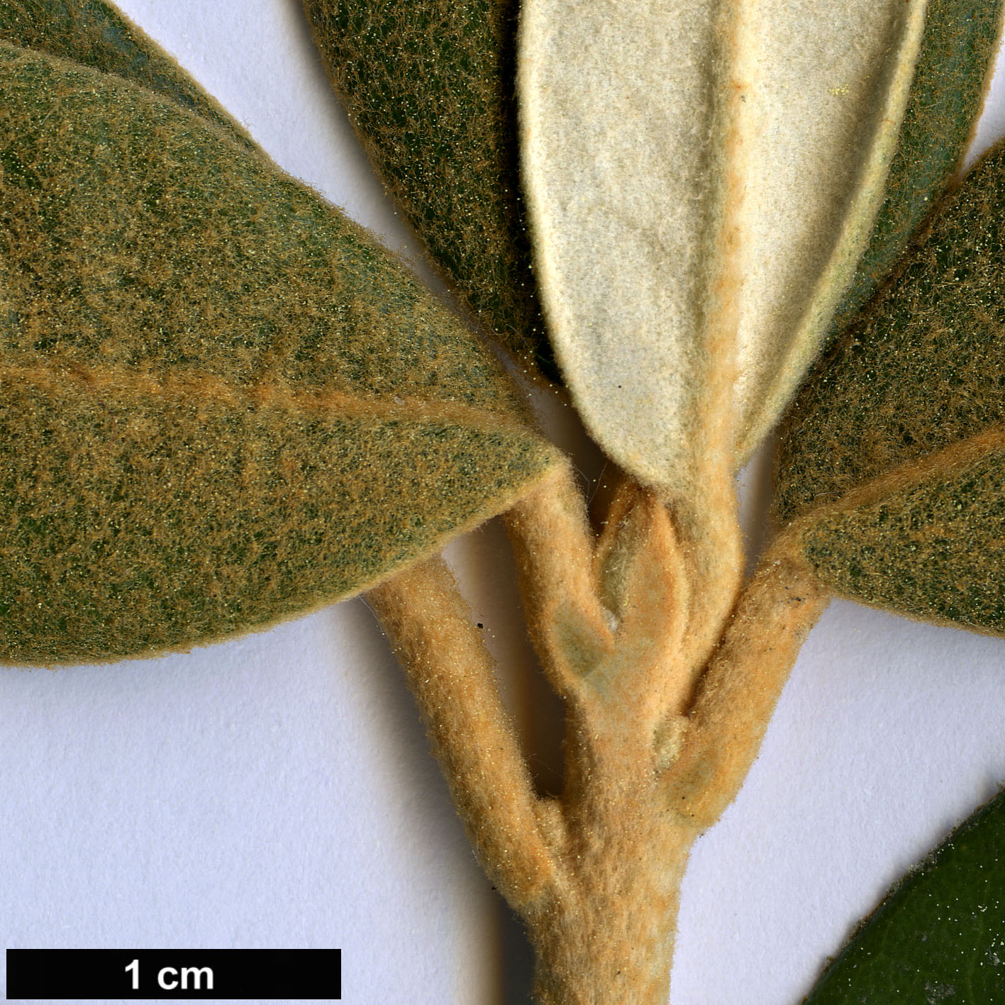 High resolution image: Family: Ericaceae - Genus: Rhododendron - Taxon: flinckii