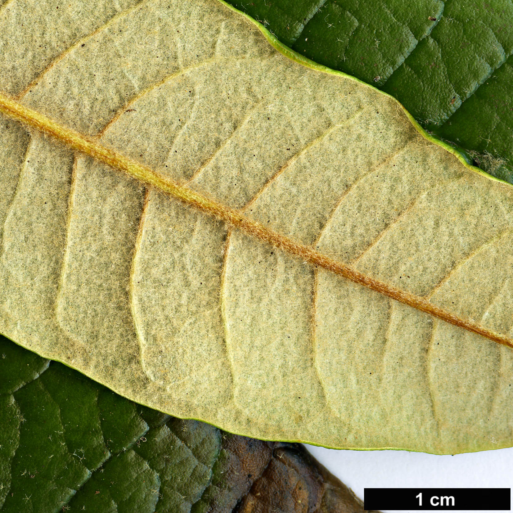 High resolution image: Family: Ericaceae - Genus: Rhododendron - Taxon: floribundum