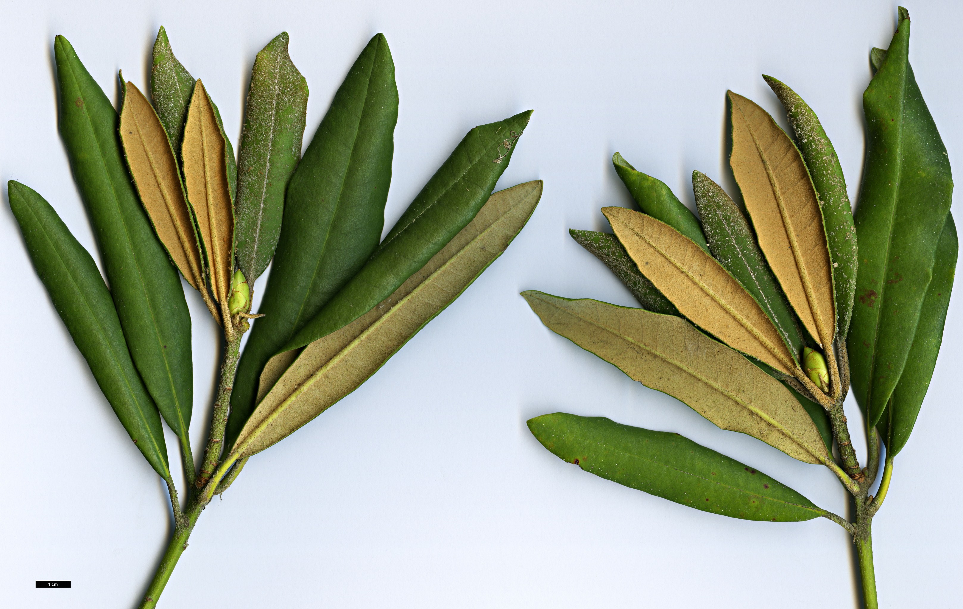High resolution image: Family: Ericaceae - Genus: Rhododendron - Taxon: formosanum