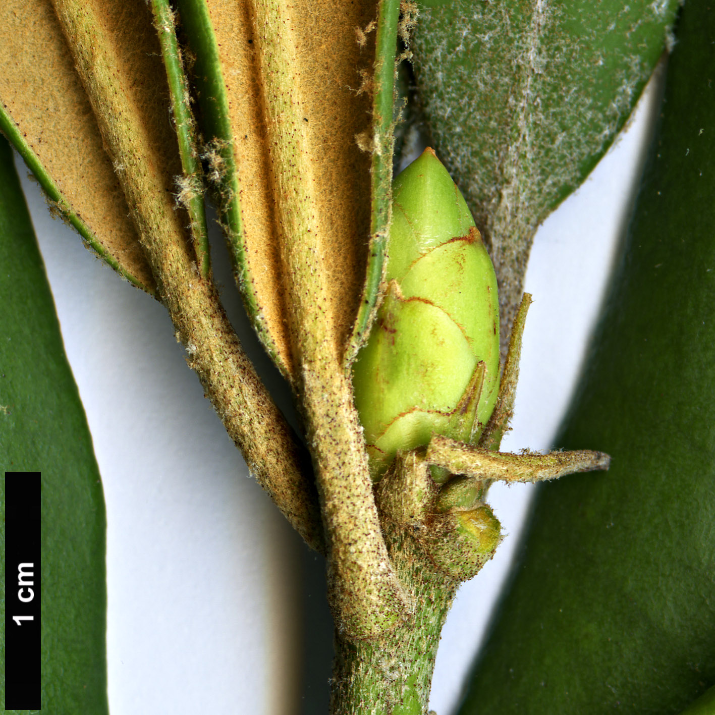 High resolution image: Family: Ericaceae - Genus: Rhododendron - Taxon: formosanum