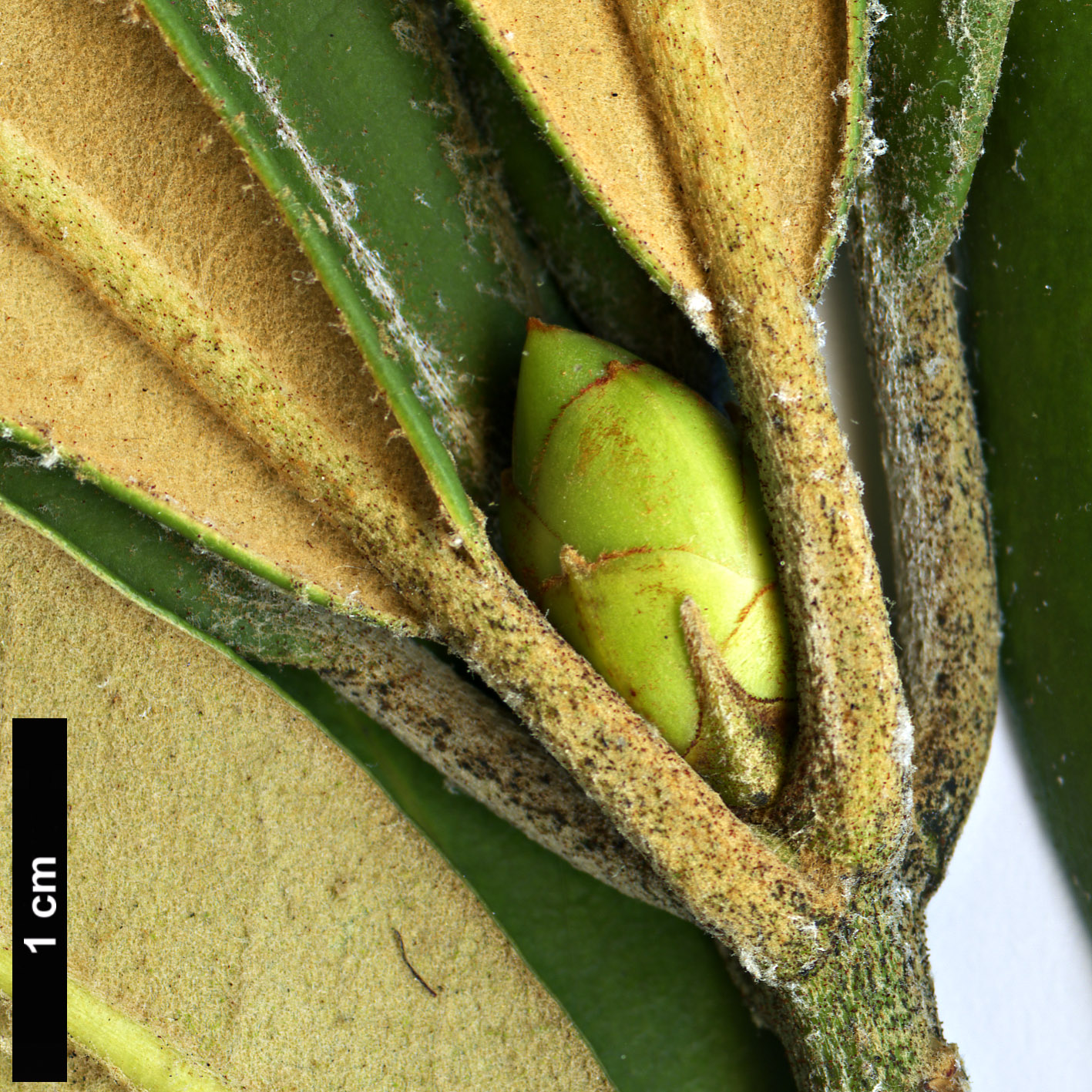 High resolution image: Family: Ericaceae - Genus: Rhododendron - Taxon: formosanum