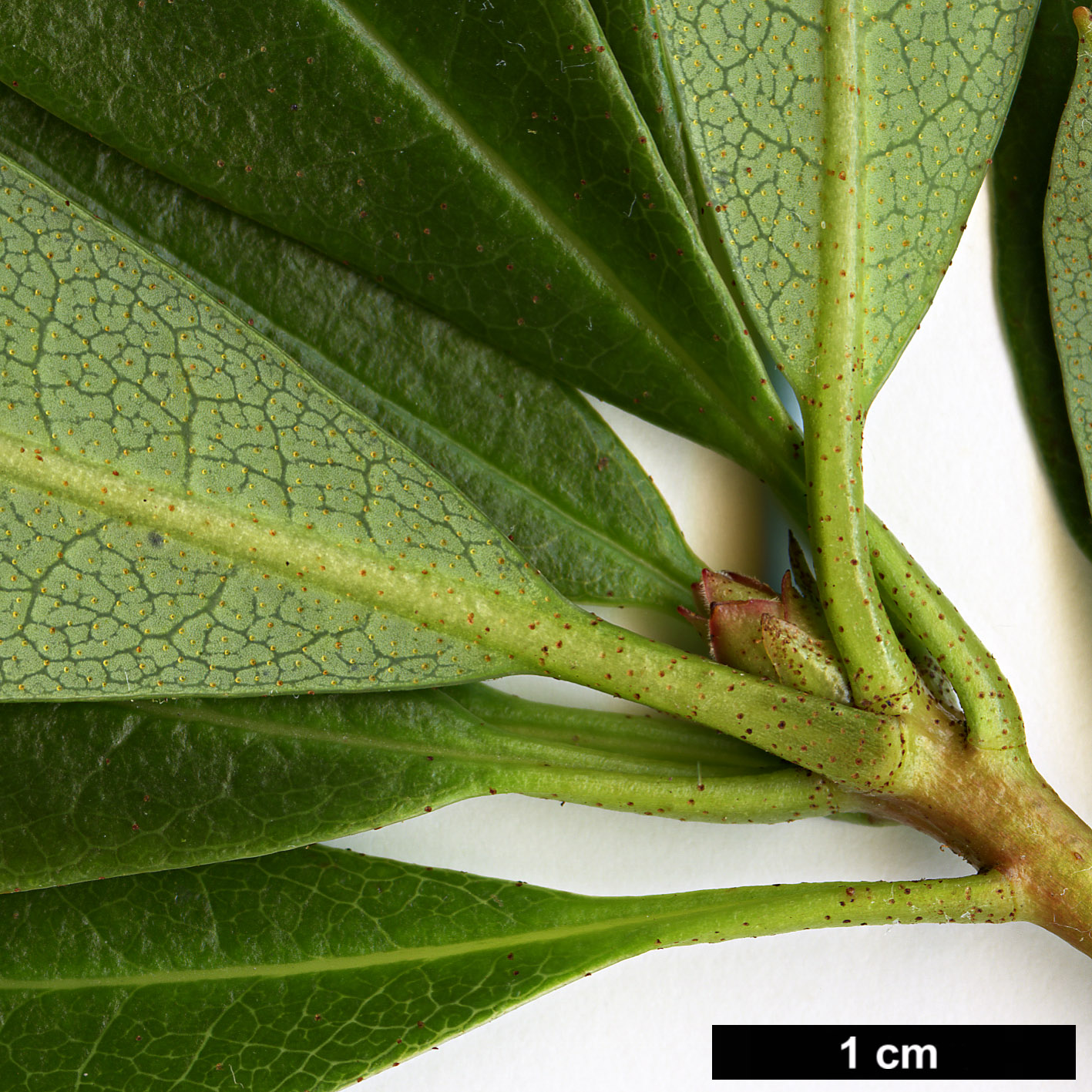 High resolution image: Family: Ericaceae - Genus: Rhododendron - Taxon: formosum