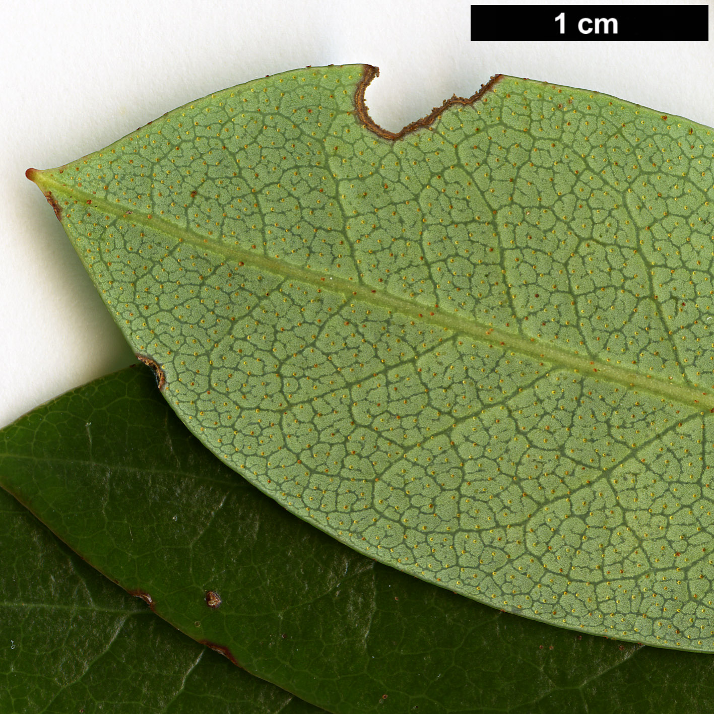 High resolution image: Family: Ericaceae - Genus: Rhododendron - Taxon: formosum