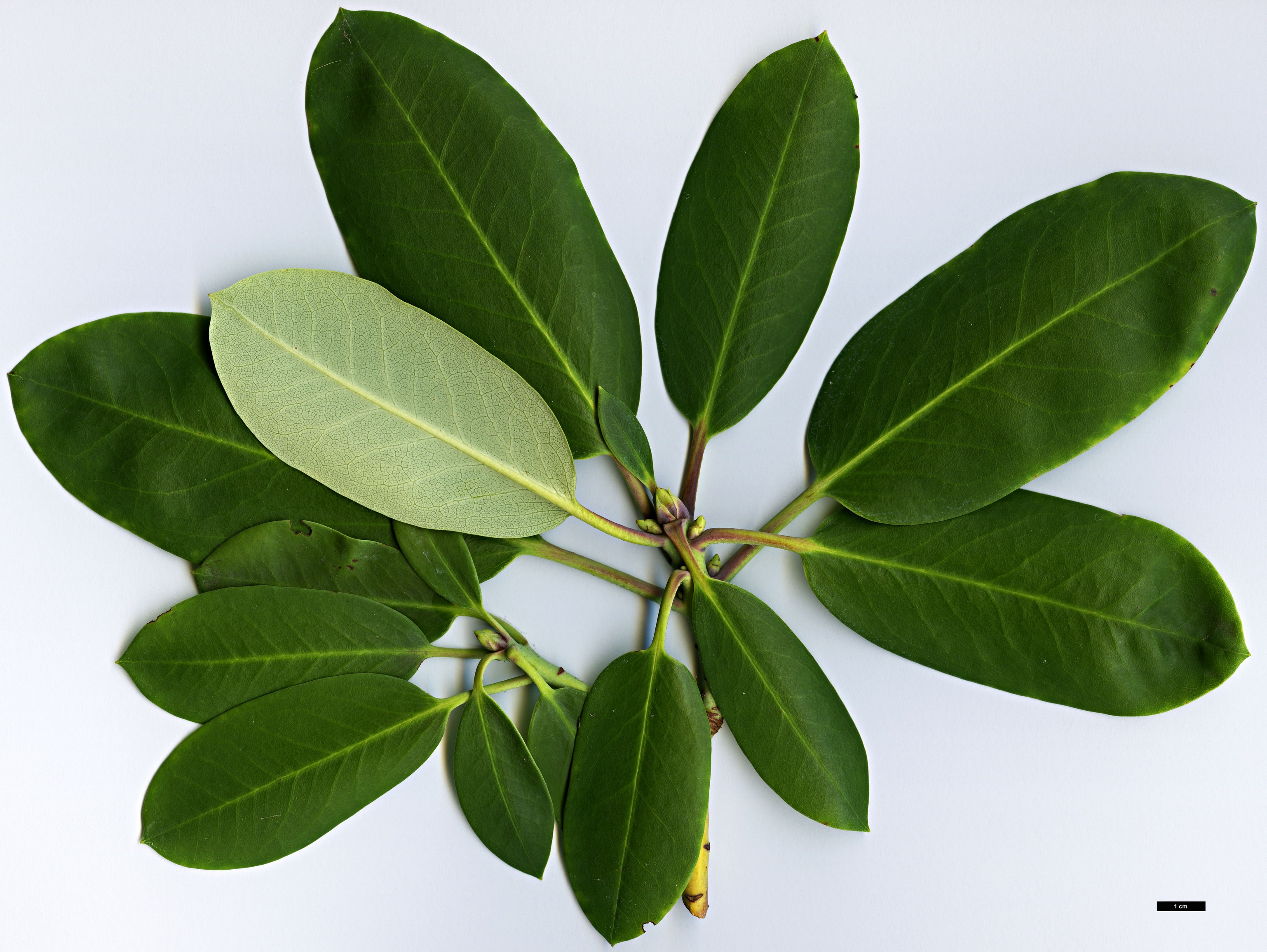 High resolution image: Family: Ericaceae - Genus: Rhododendron - Taxon: fortunei