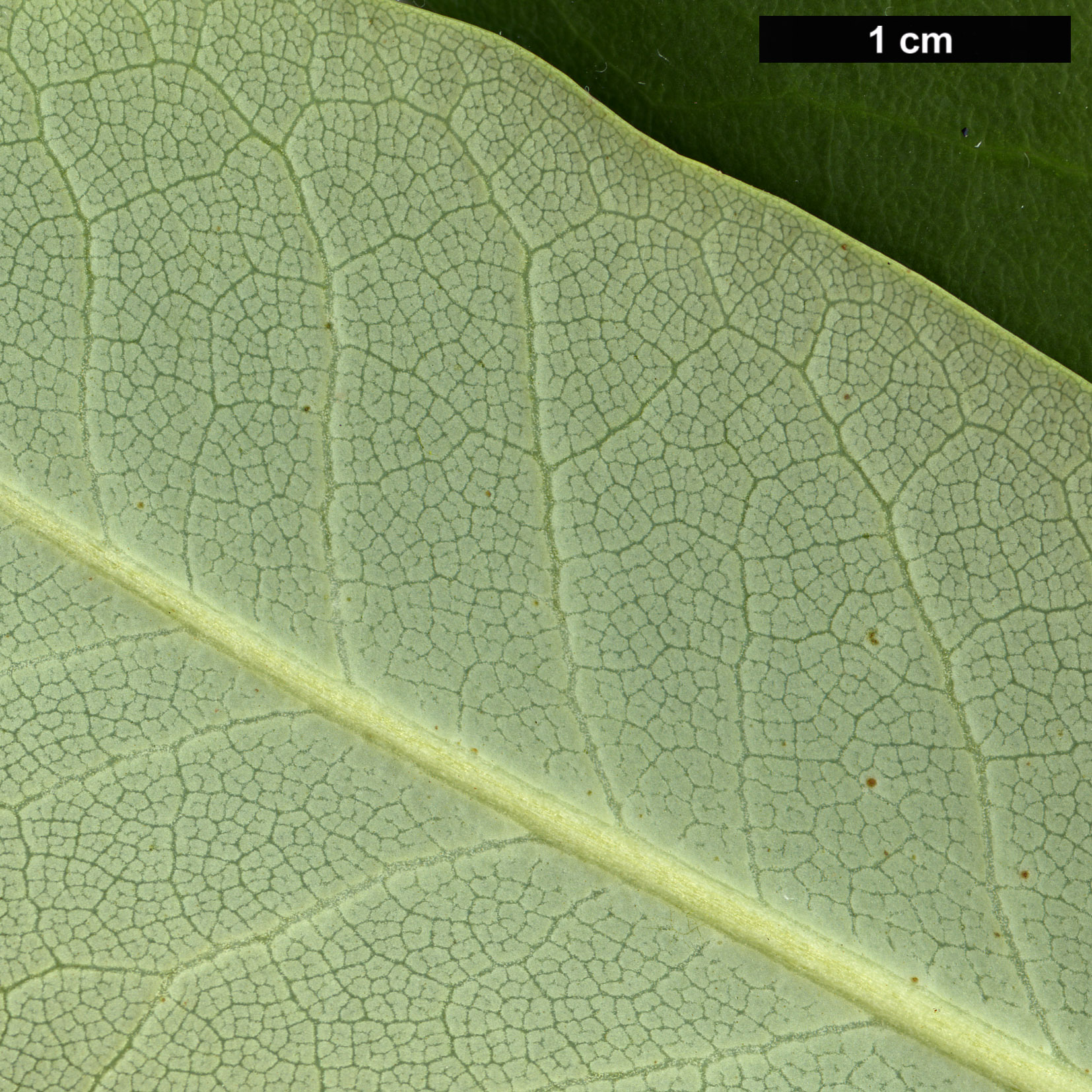 High resolution image: Family: Ericaceae - Genus: Rhododendron - Taxon: fortunei