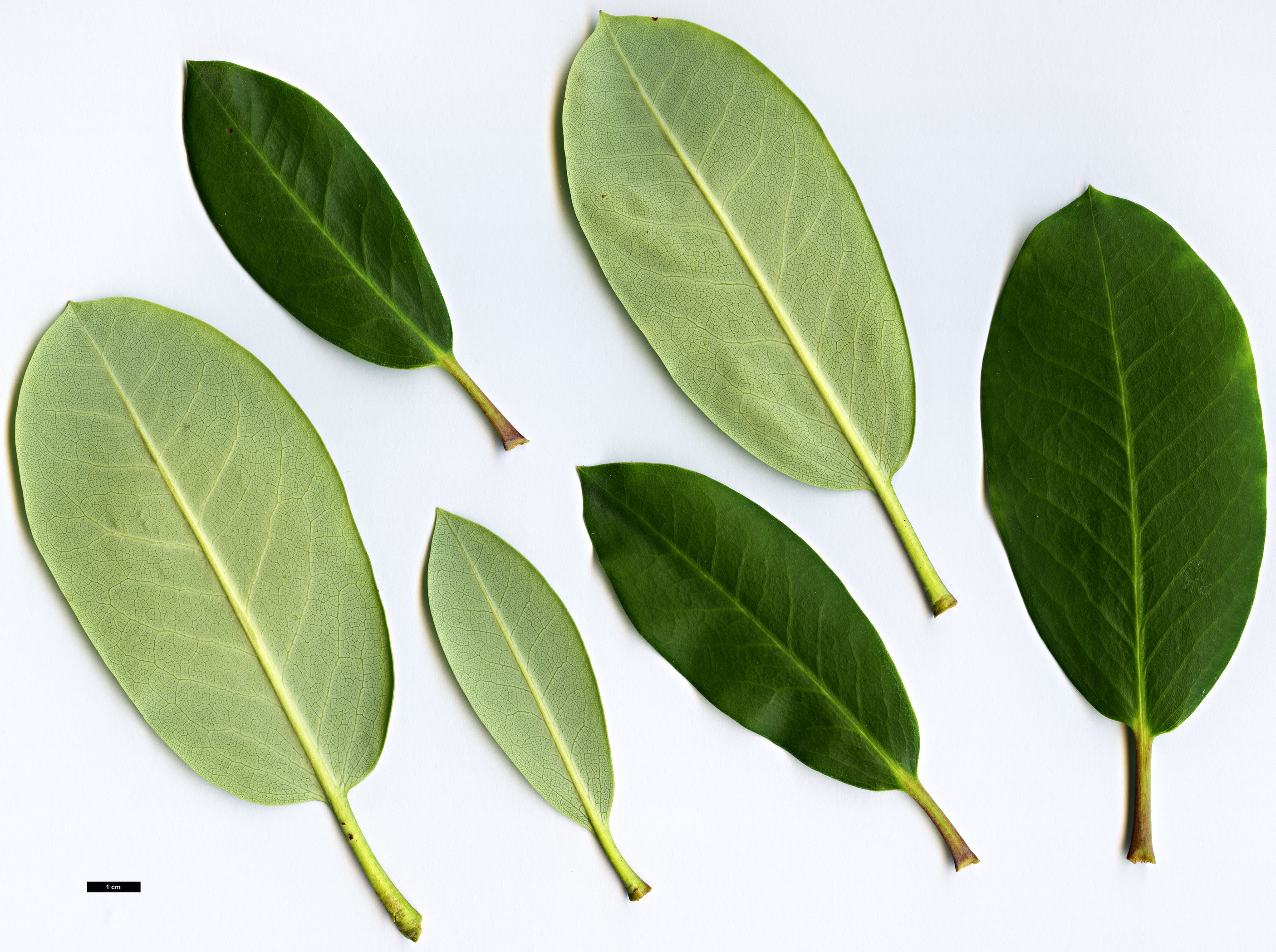 High resolution image: Family: Ericaceae - Genus: Rhododendron - Taxon: fortunei