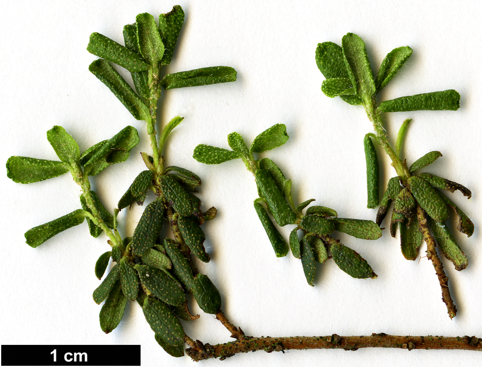 High resolution image: Family: Ericaceae - Genus: Rhododendron - Taxon: fragariflorum