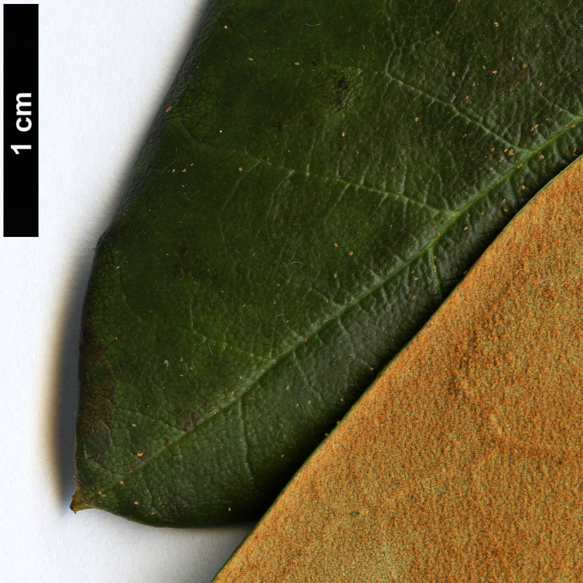 High resolution image: Family: Ericaceae - Genus: Rhododendron - Taxon: fulvum