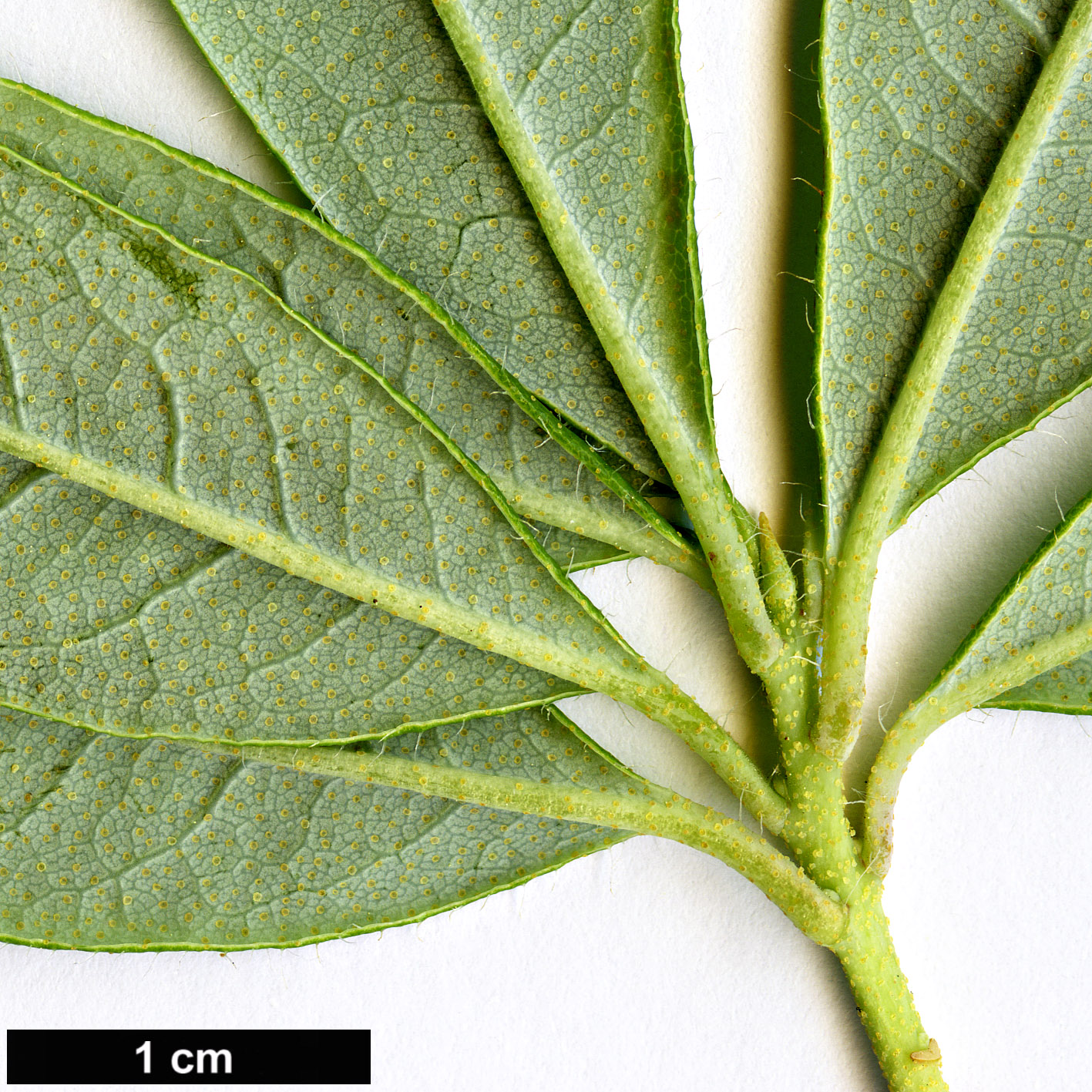 High resolution image: Family: Ericaceae - Genus: Rhododendron - Taxon: fuyuanense