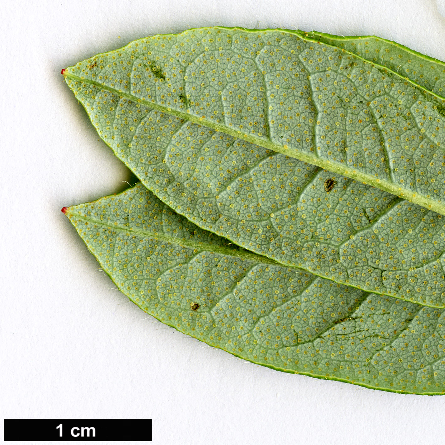 High resolution image: Family: Ericaceae - Genus: Rhododendron - Taxon: fuyuanense