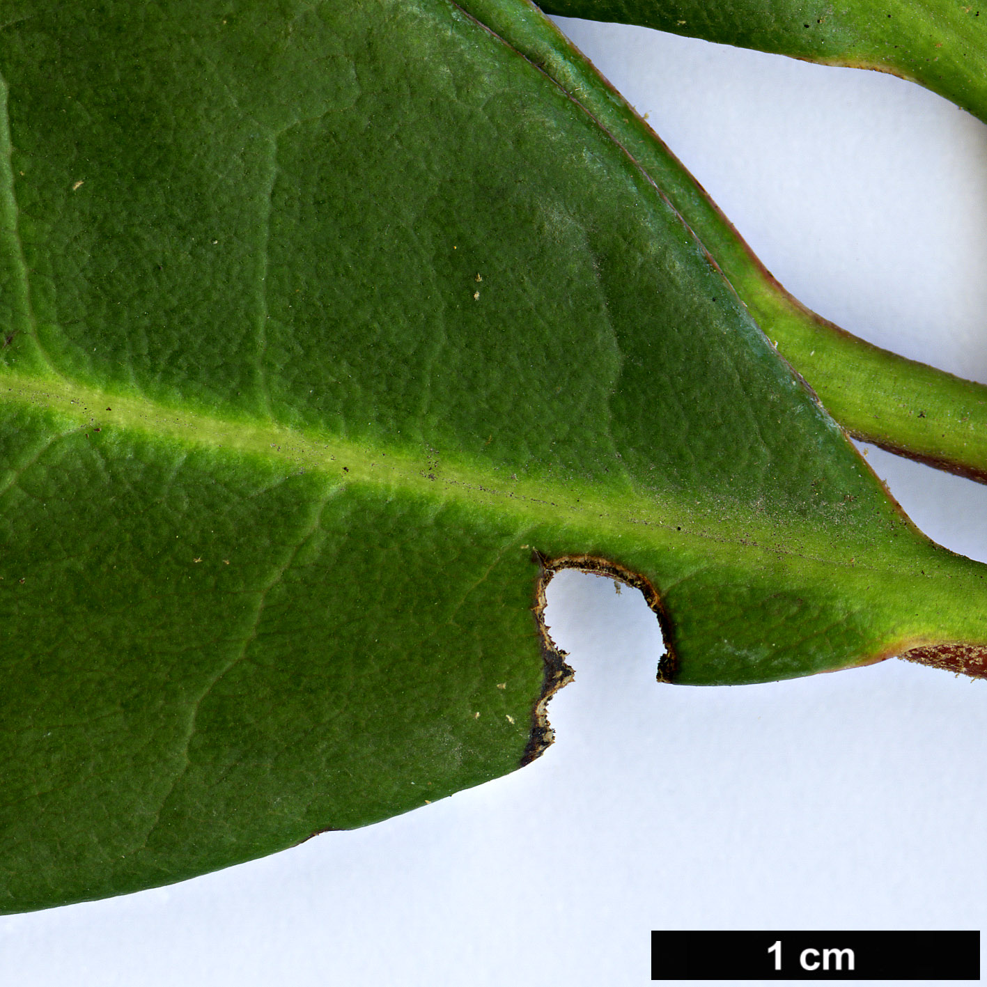 High resolution image: Family: Ericaceae - Genus: Rhododendron - Taxon: galactinum