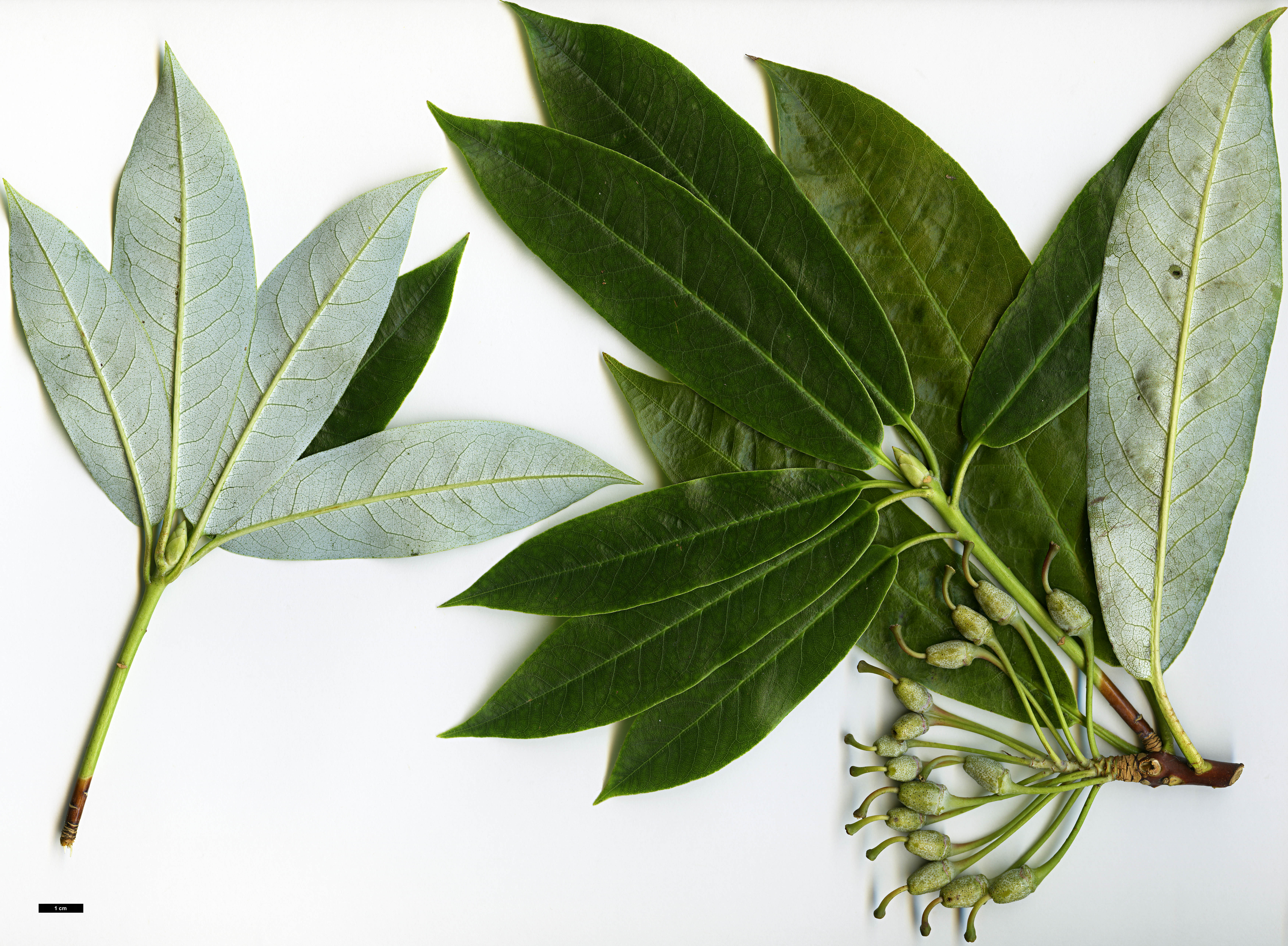 High resolution image: Family: Ericaceae - Genus: Rhododendron - Taxon: genestierianum