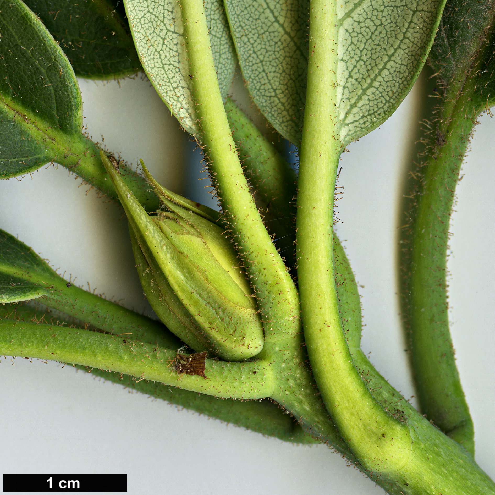 High resolution image: Family: Ericaceae - Genus: Rhododendron - Taxon: glanduliferum